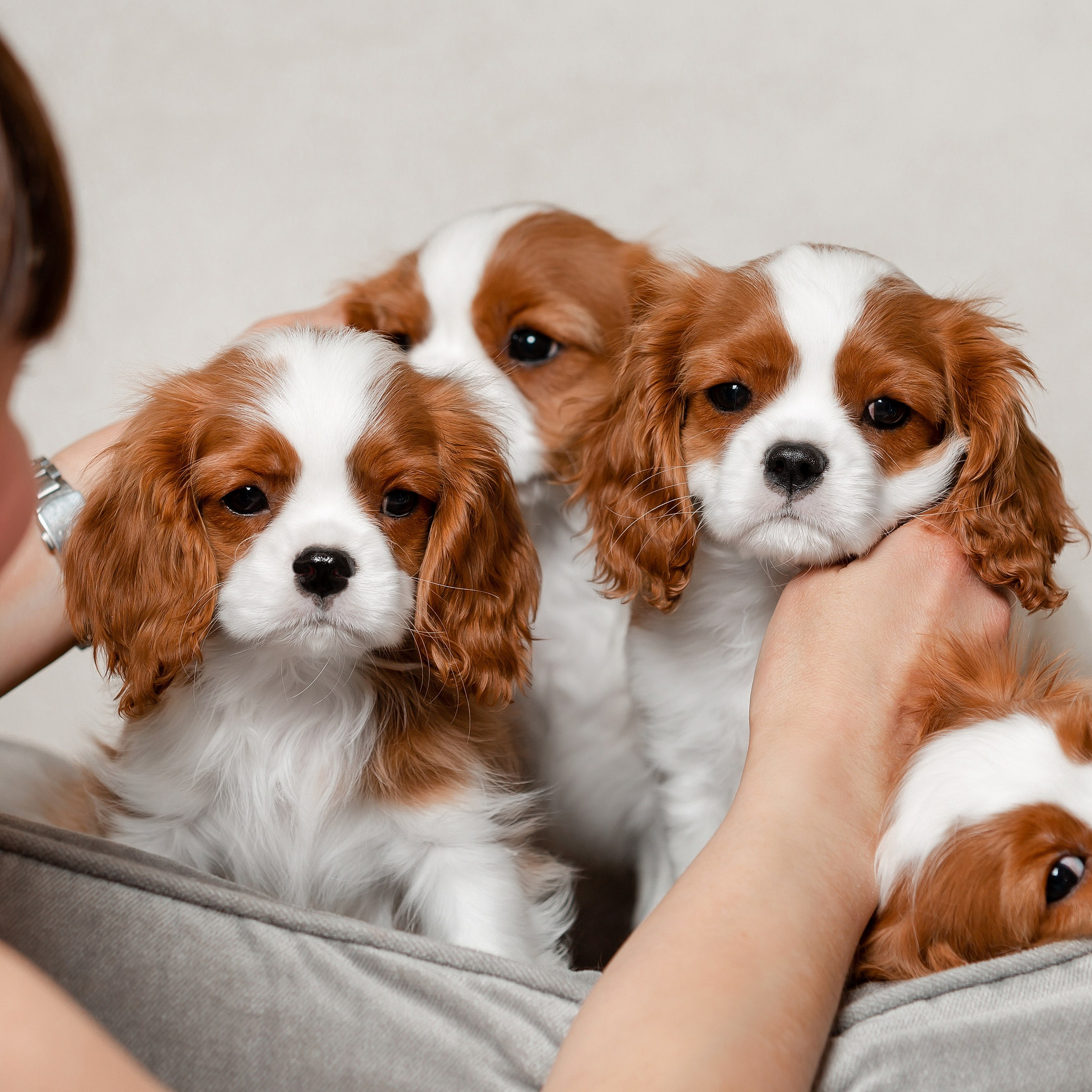 Мультяшные щенки