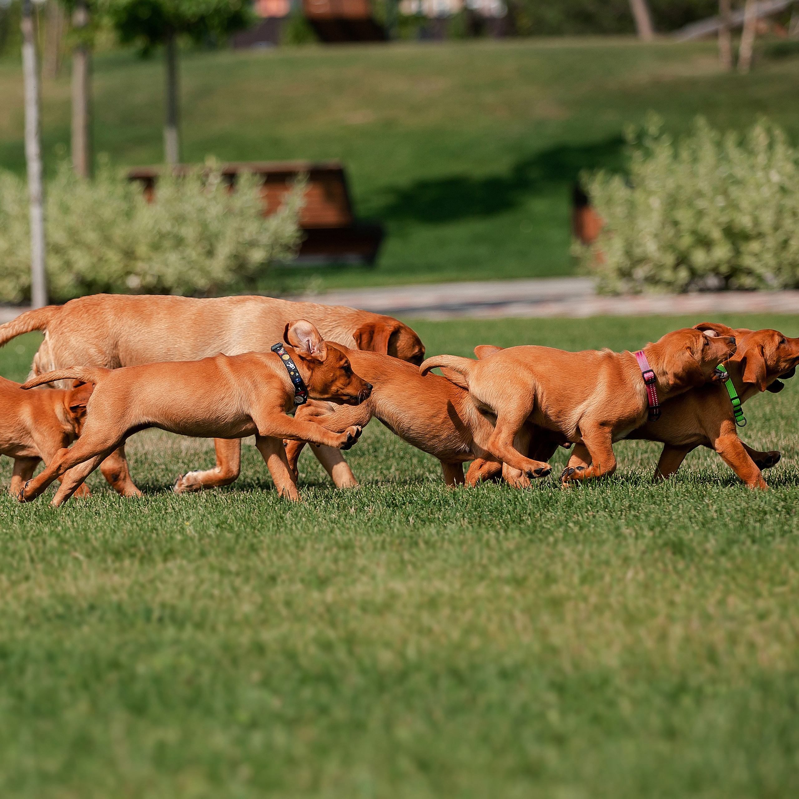 Антискучные щенки