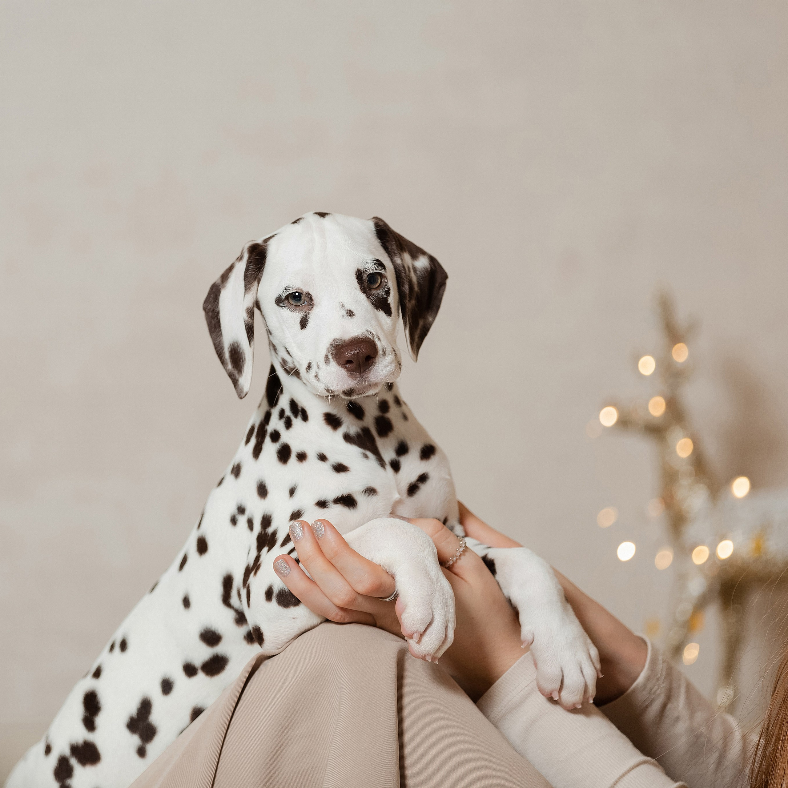 Пятнистые нежности