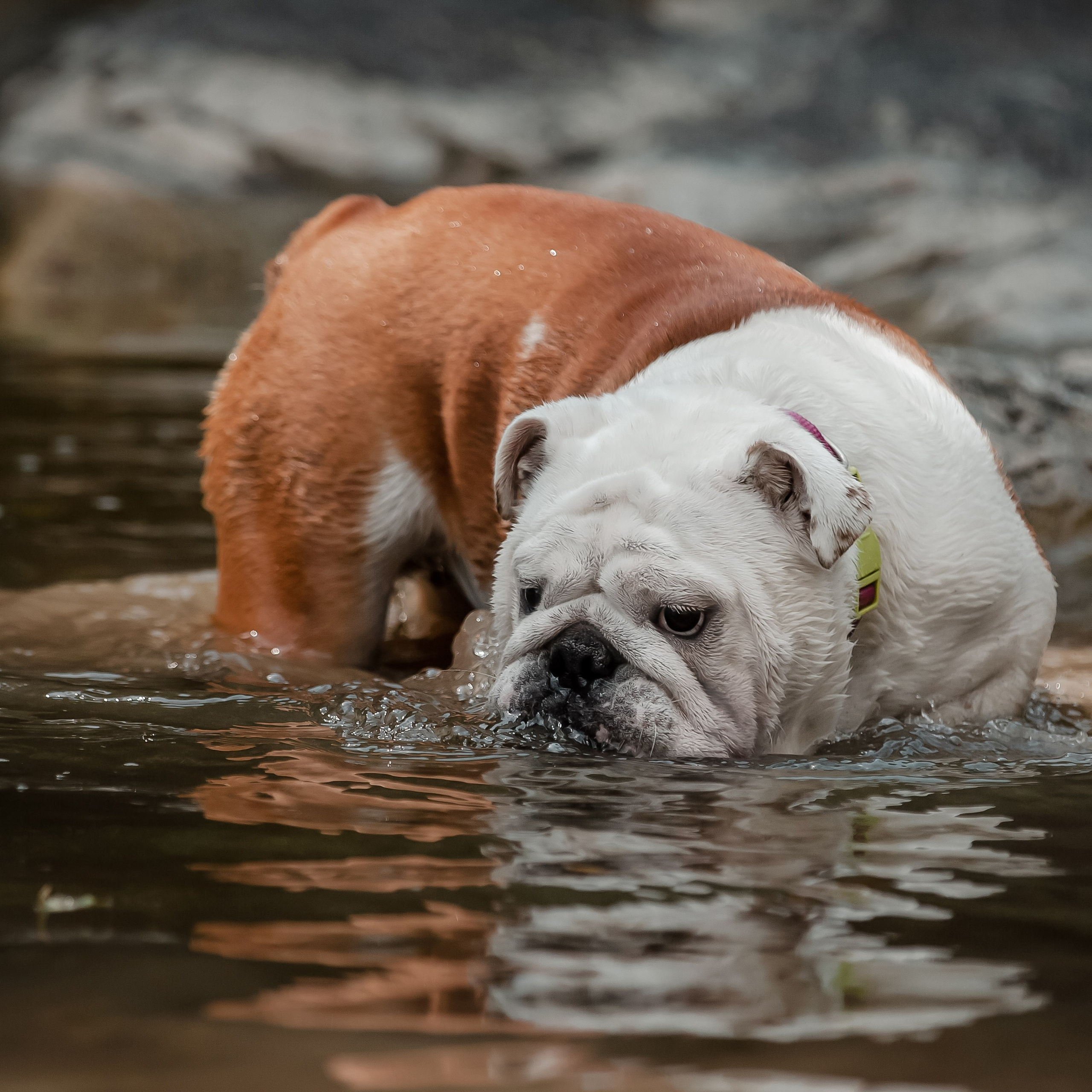 Речной бульдог