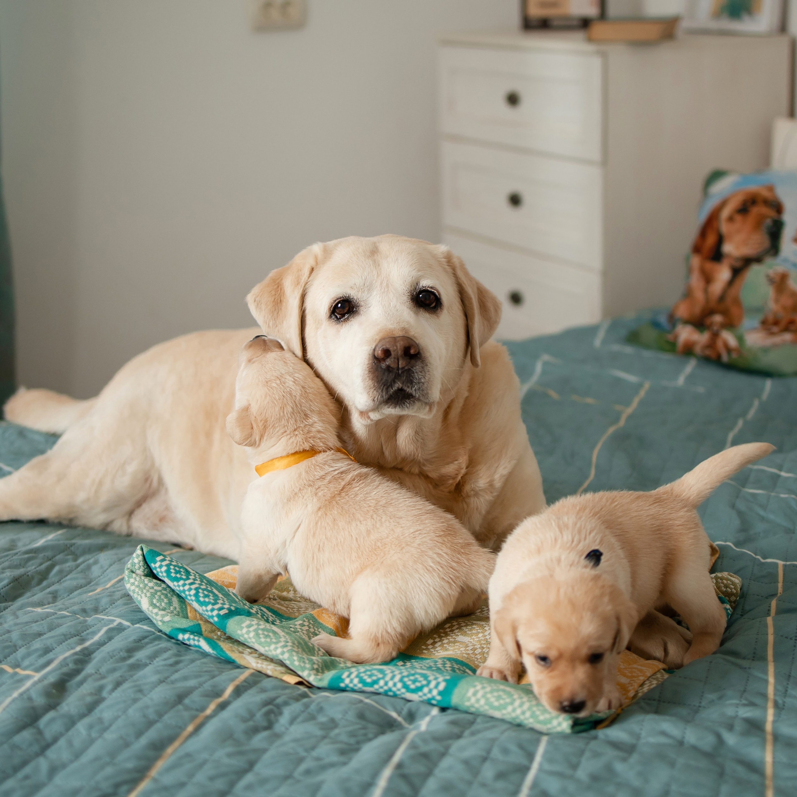 Домашнее утро