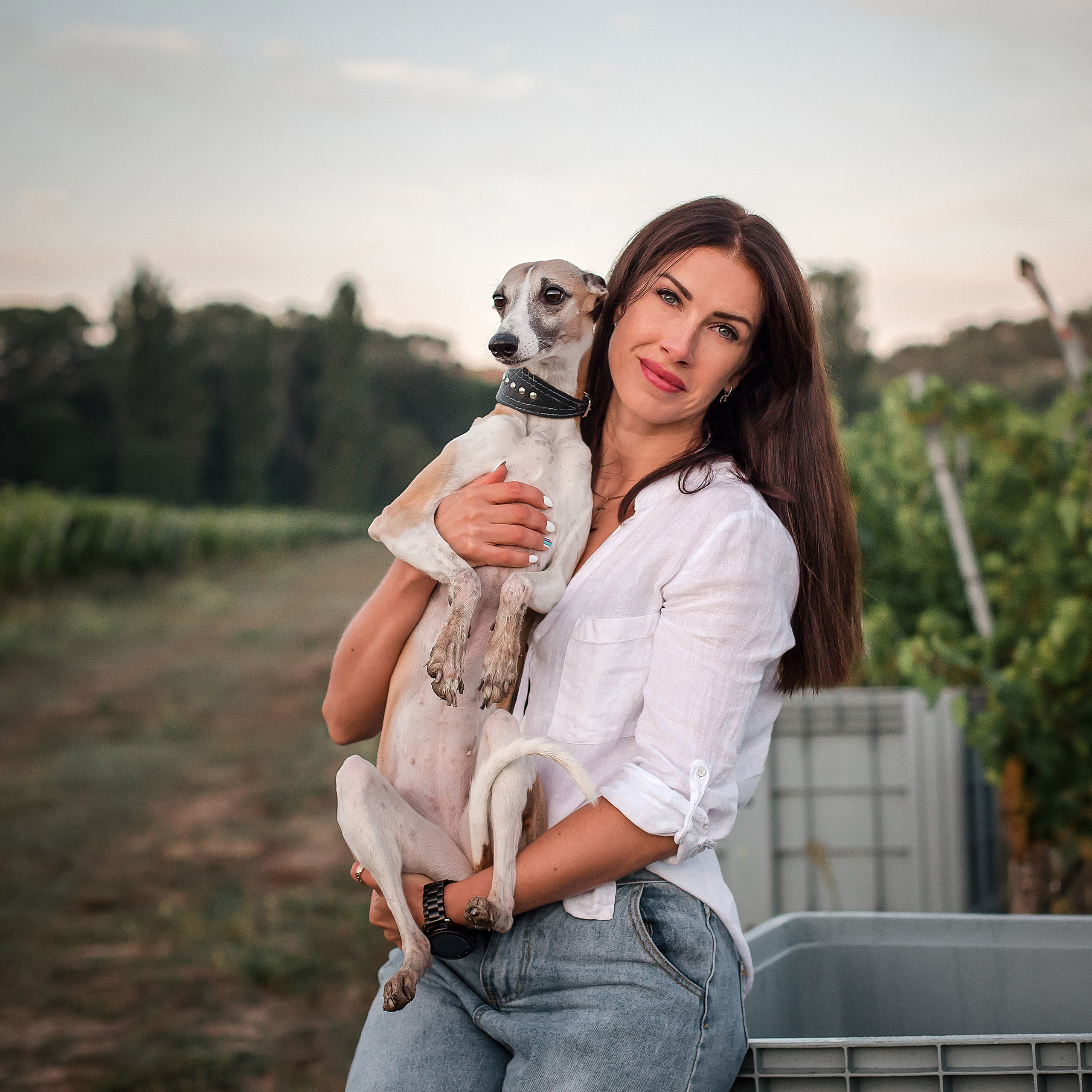 Рассветные виноградники