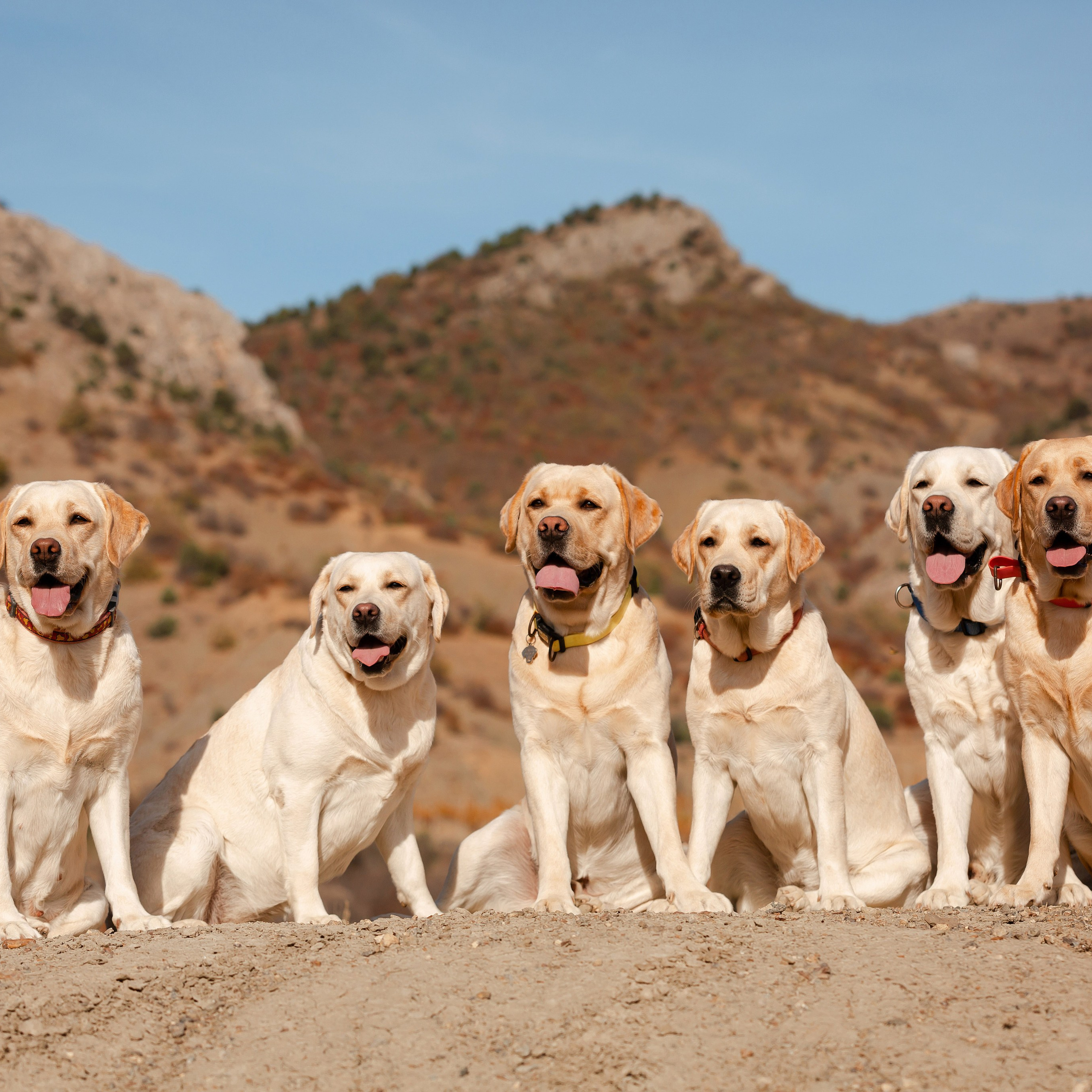 Послушные лабрадоры