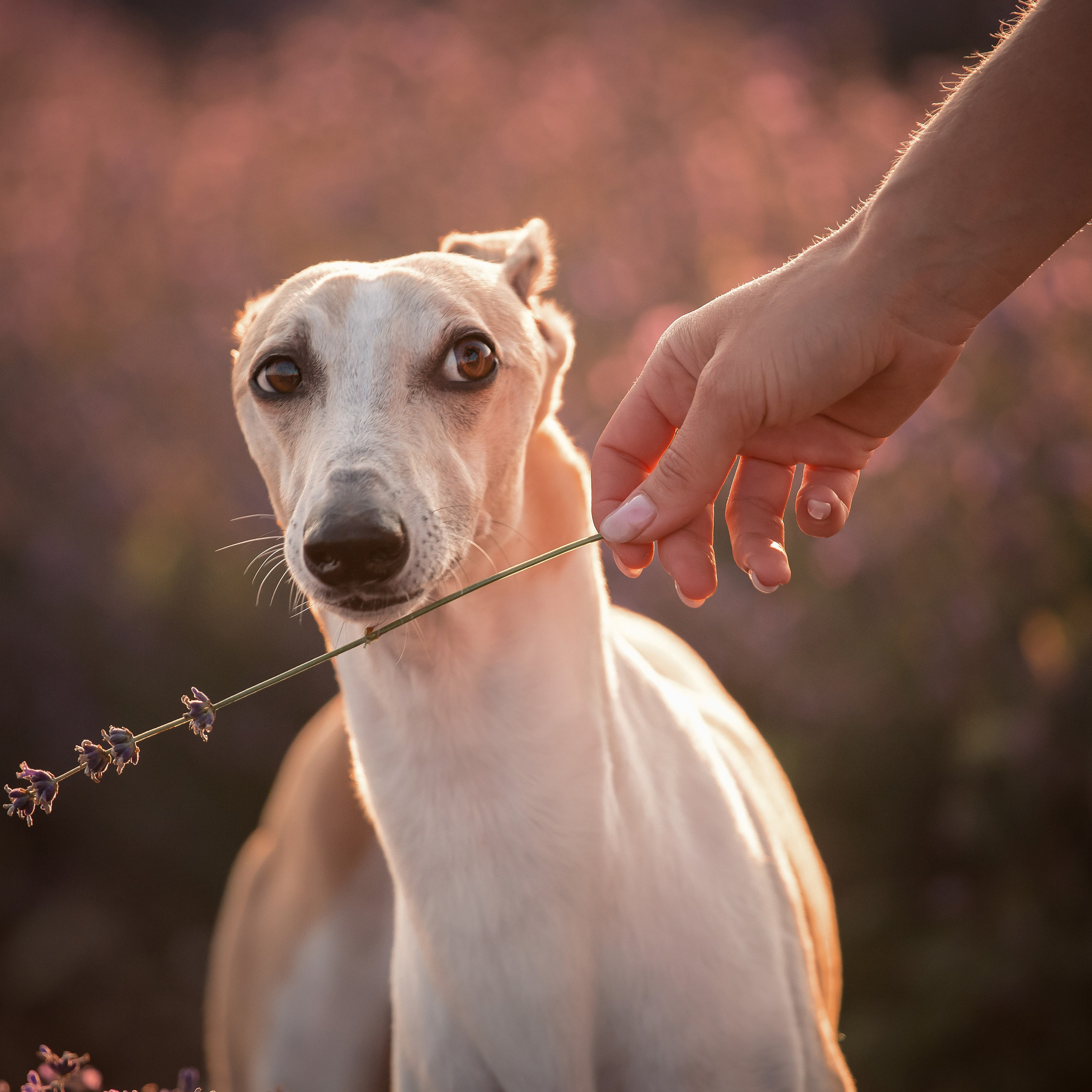 Лавандовое поле