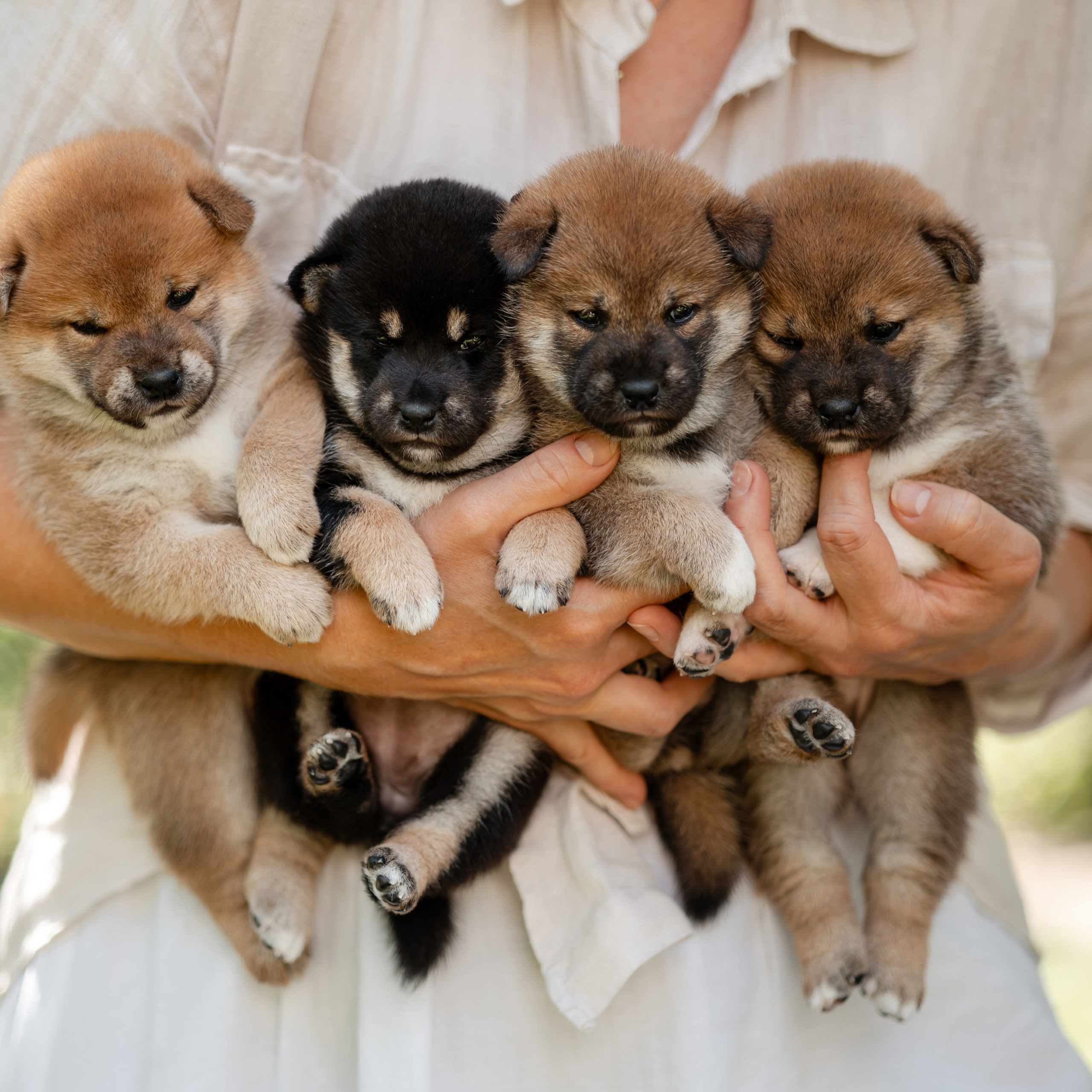 Волшебный сад