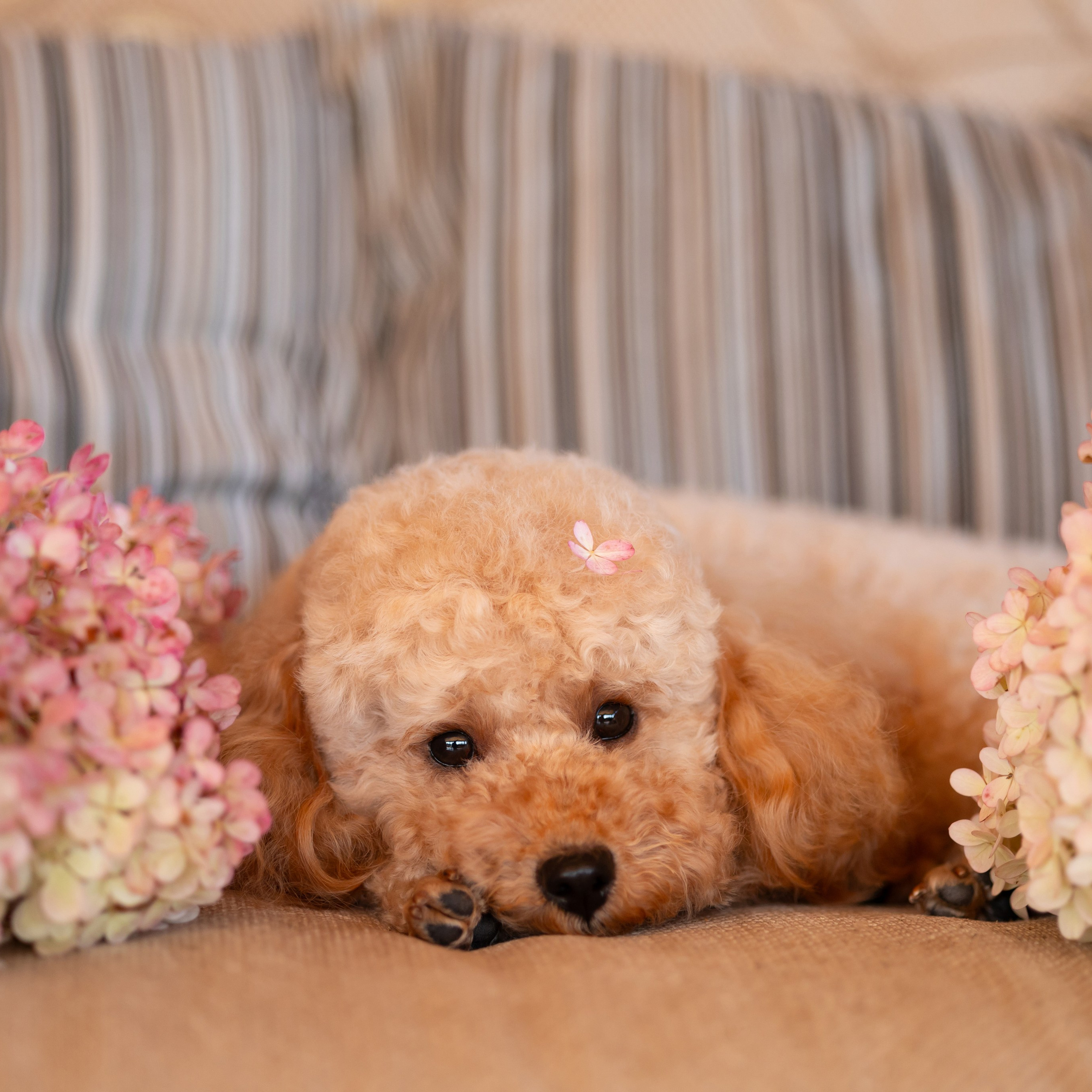 Нежность цветка