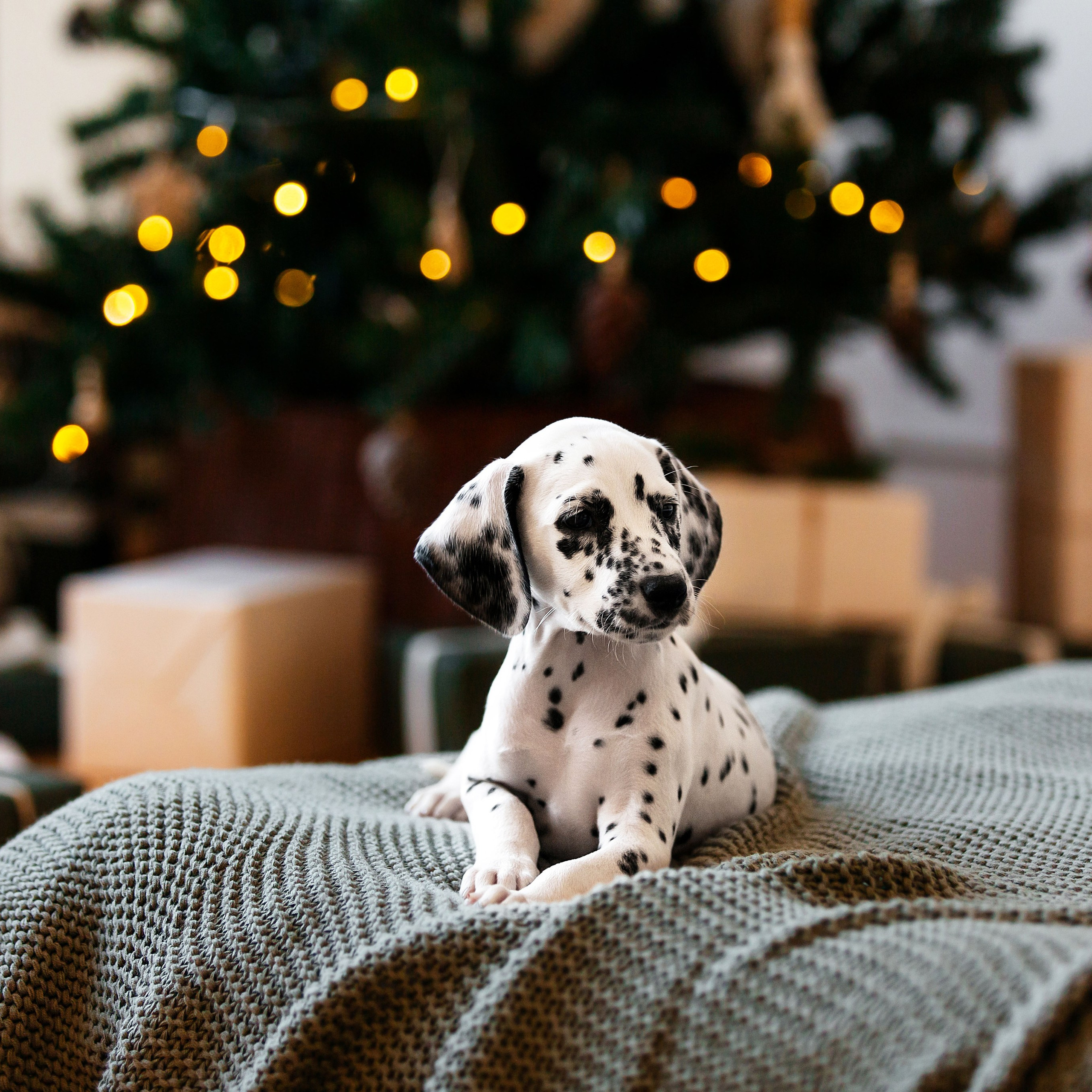 Студийные далматины