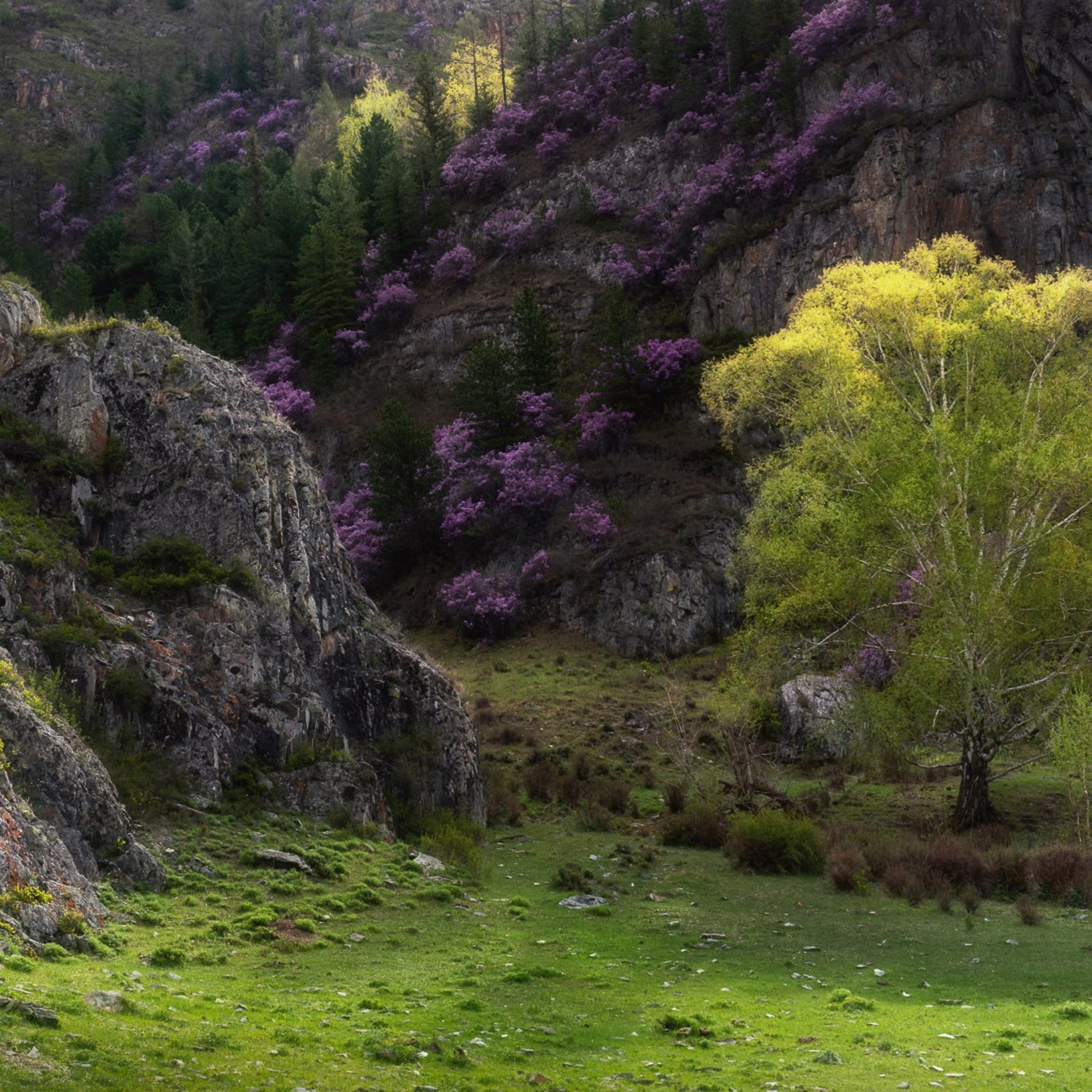 Фототур на Алтай Весеннее цветение. Профессиональный пейзажный фотограф Алёна Рубан