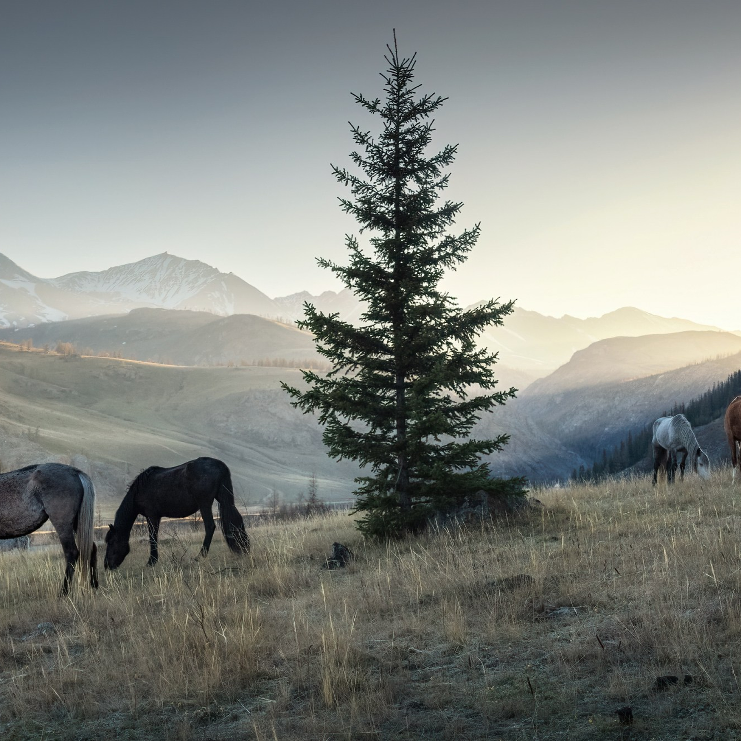 Фототур на Алтай Весеннее цветение. Профессиональный пейзажный фотограф Алёна Рубан