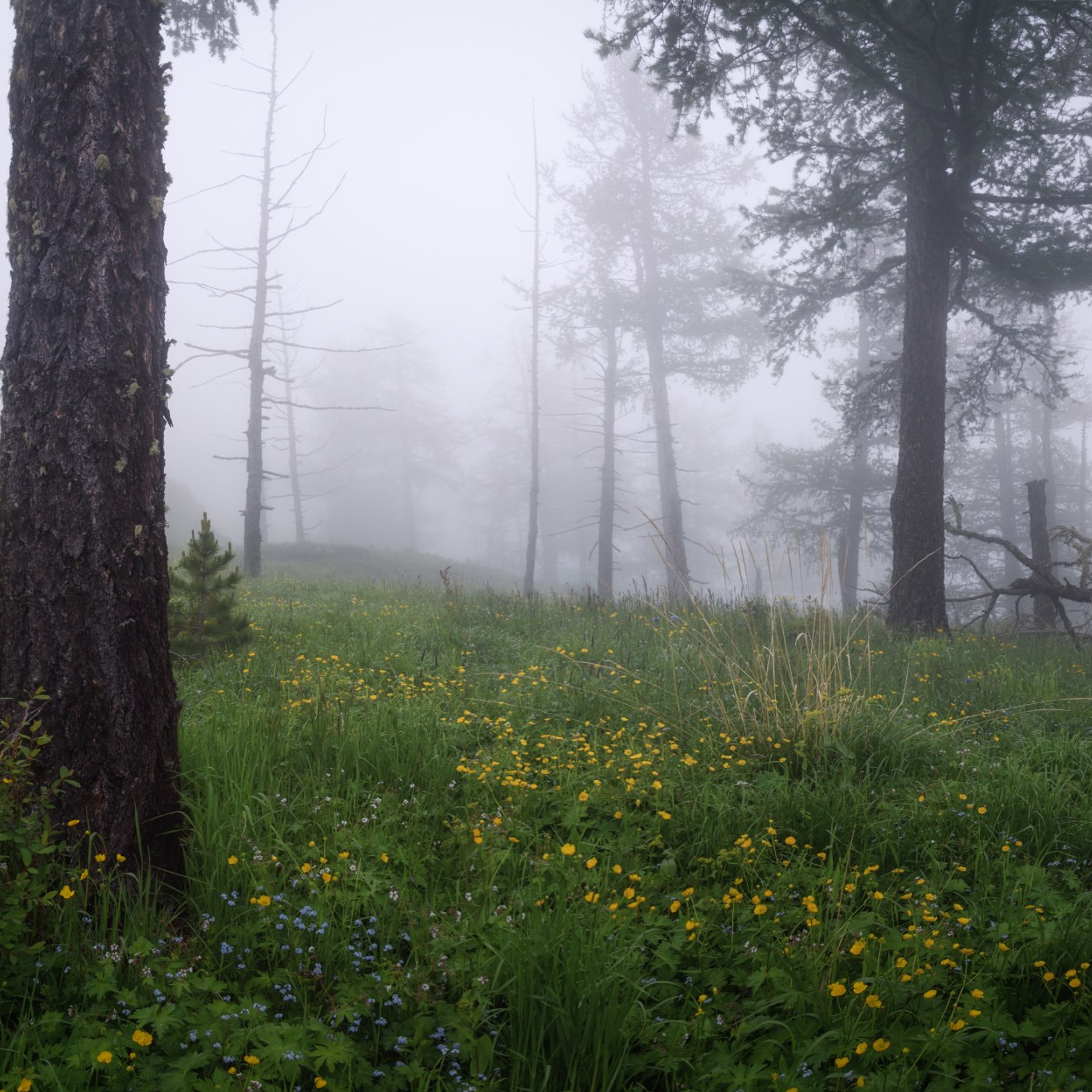 Фототур по Алтаю — Огоньки среднегорья и долина реки Аргут. Профессиональный пейзажный фотограф Алёна Рубан