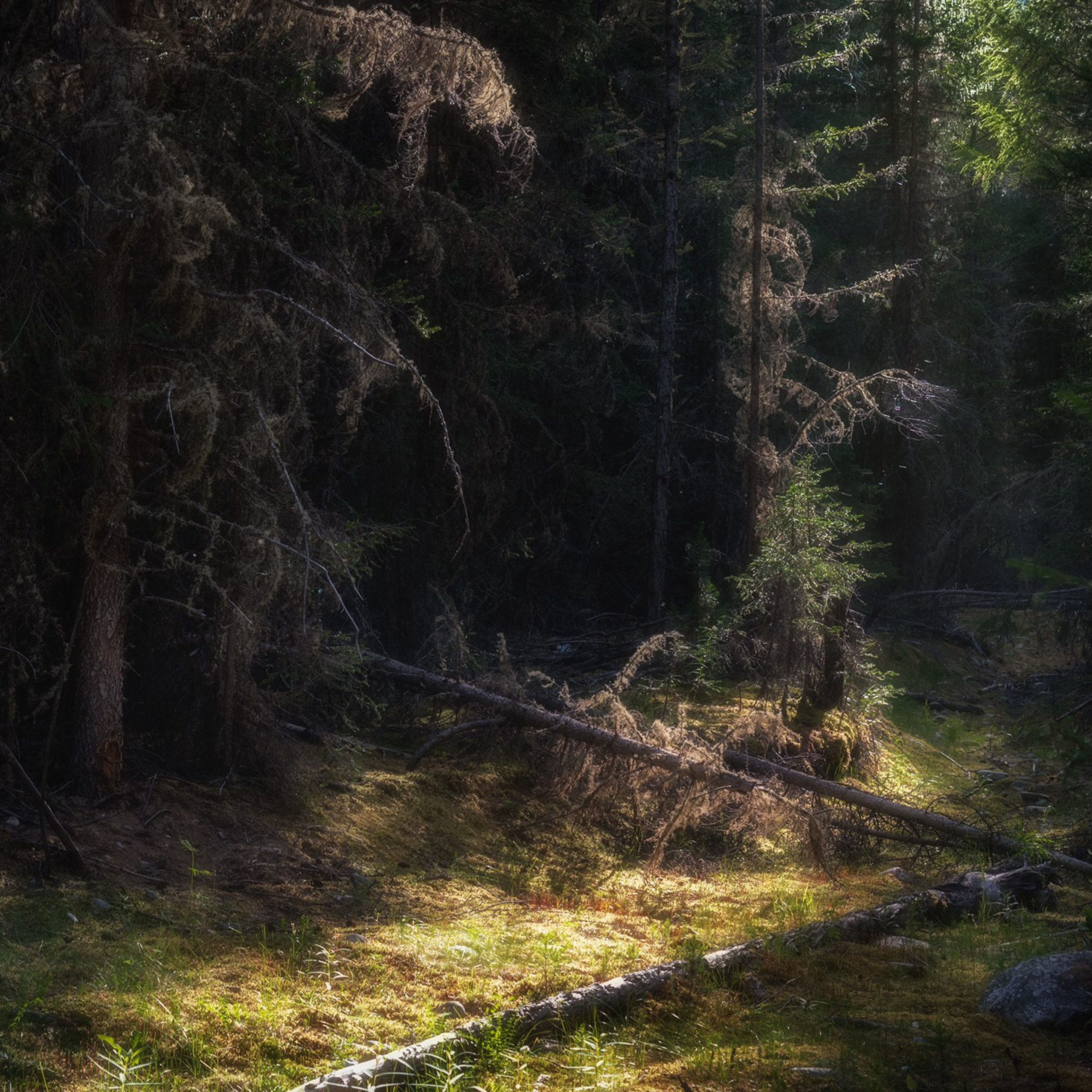 Фототур по Алтаю — Огоньки среднегорья и долина реки Аргут. Профессиональный пейзажный фотограф Алёна Рубан