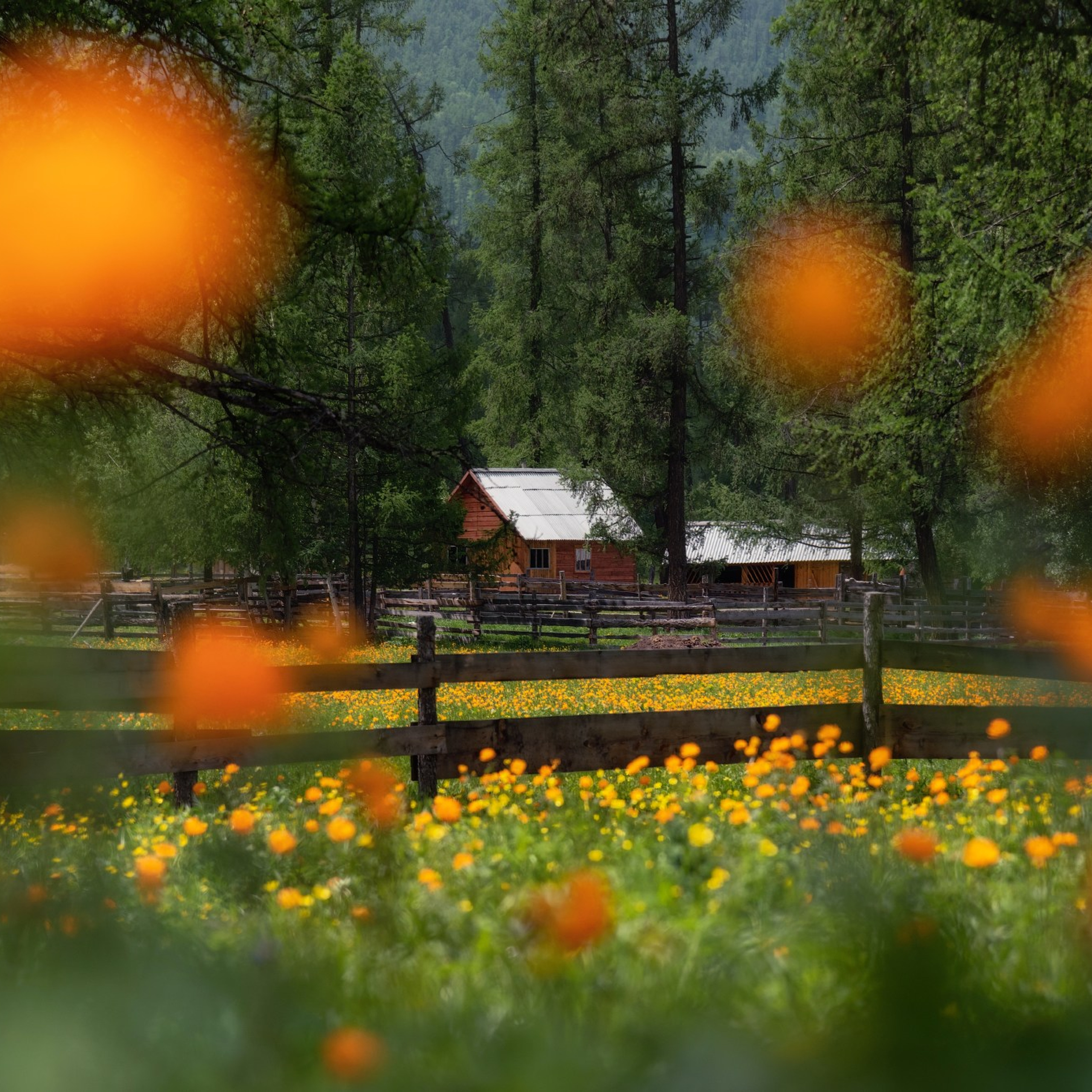 Фототур по Алтаю — Огоньки среднегорья и долина реки Аргут. Профессиональный пейзажный фотограф Алёна Рубан