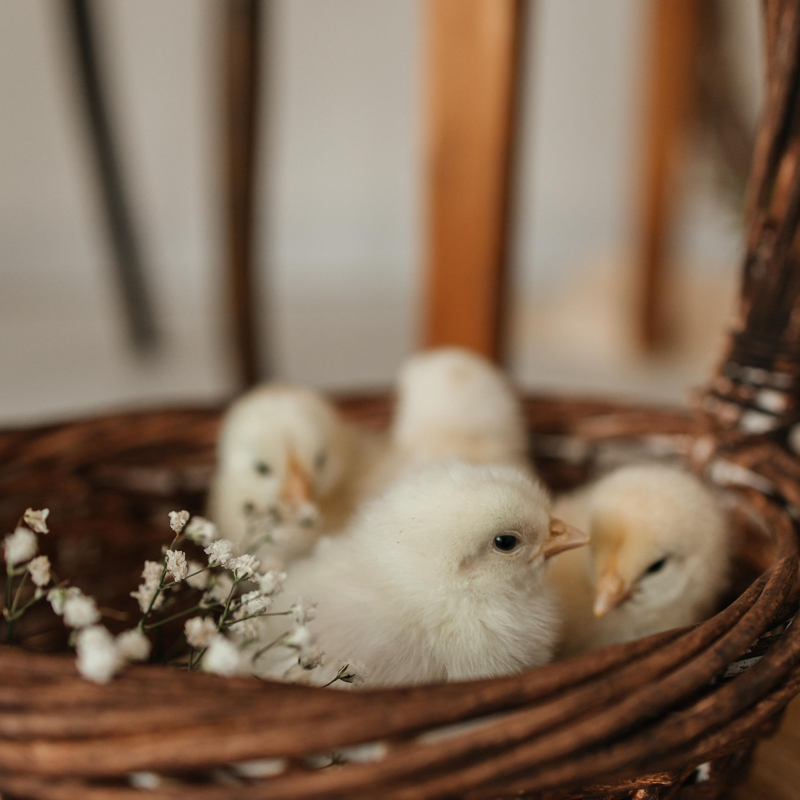 Пасхальный фотодень. First-foto.ru