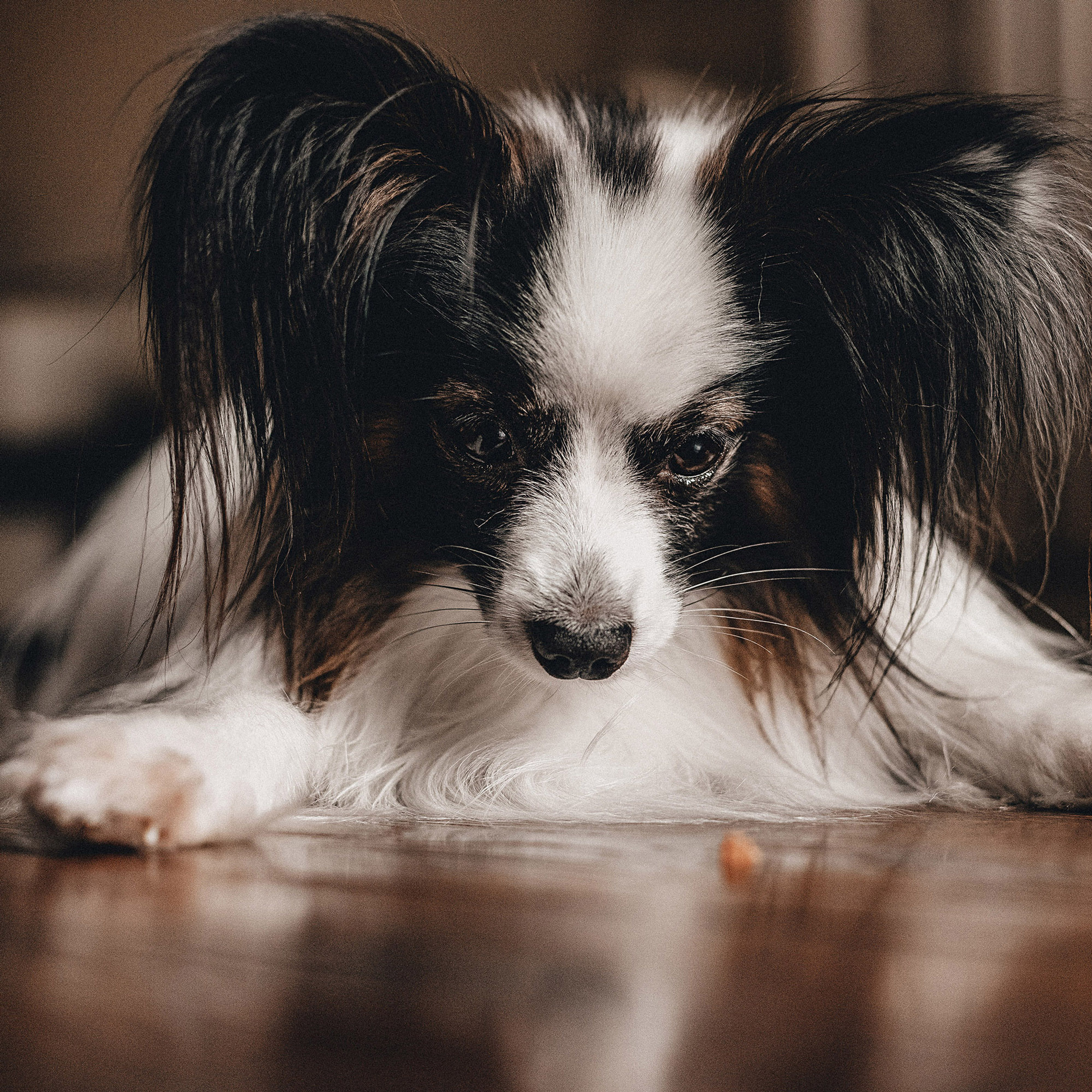 Контент для папильона Пушкина. Фотограф в Краснодаре Алена Соколовская