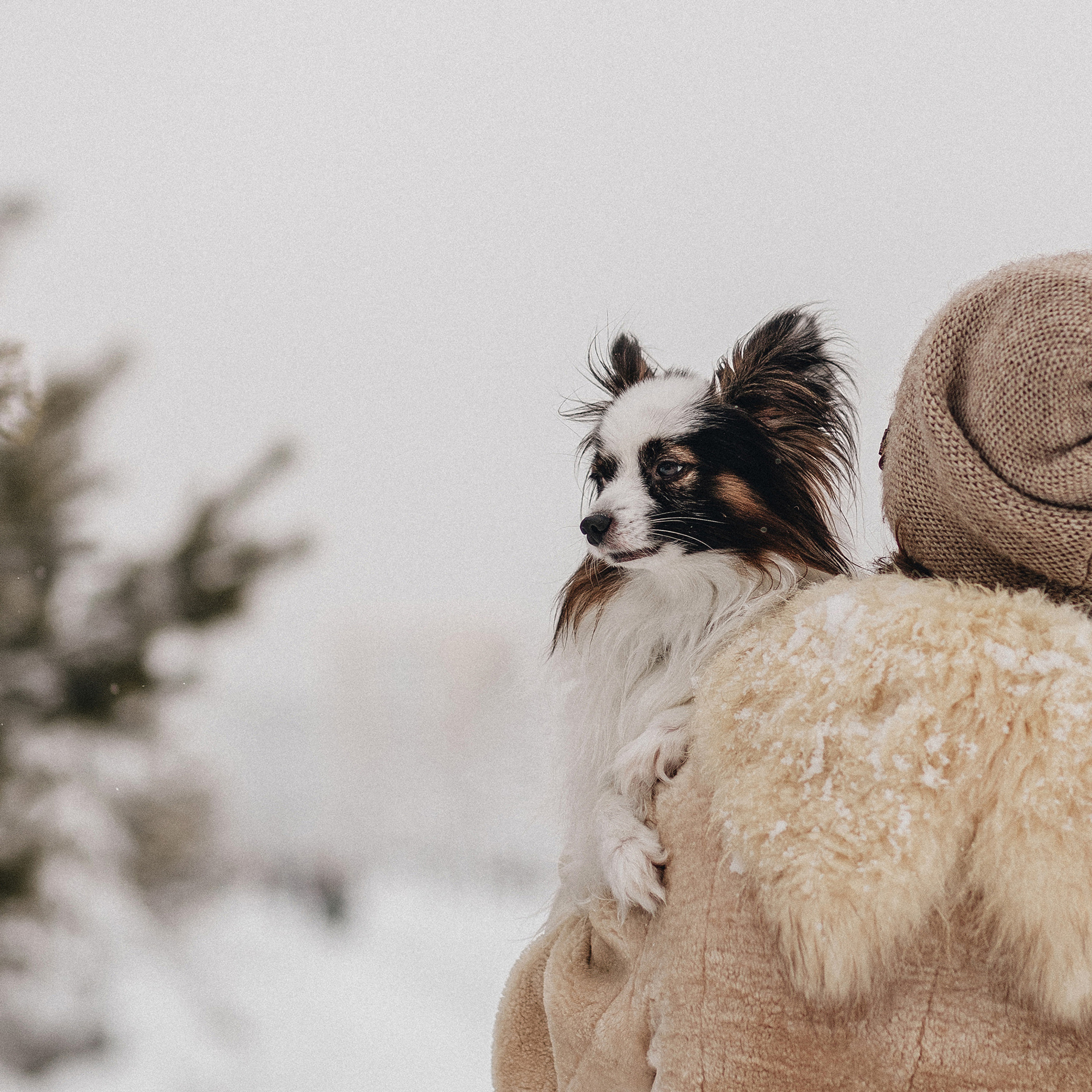 Контент для папильона Пушкина. Фотограф в Краснодаре Алена Соколовская