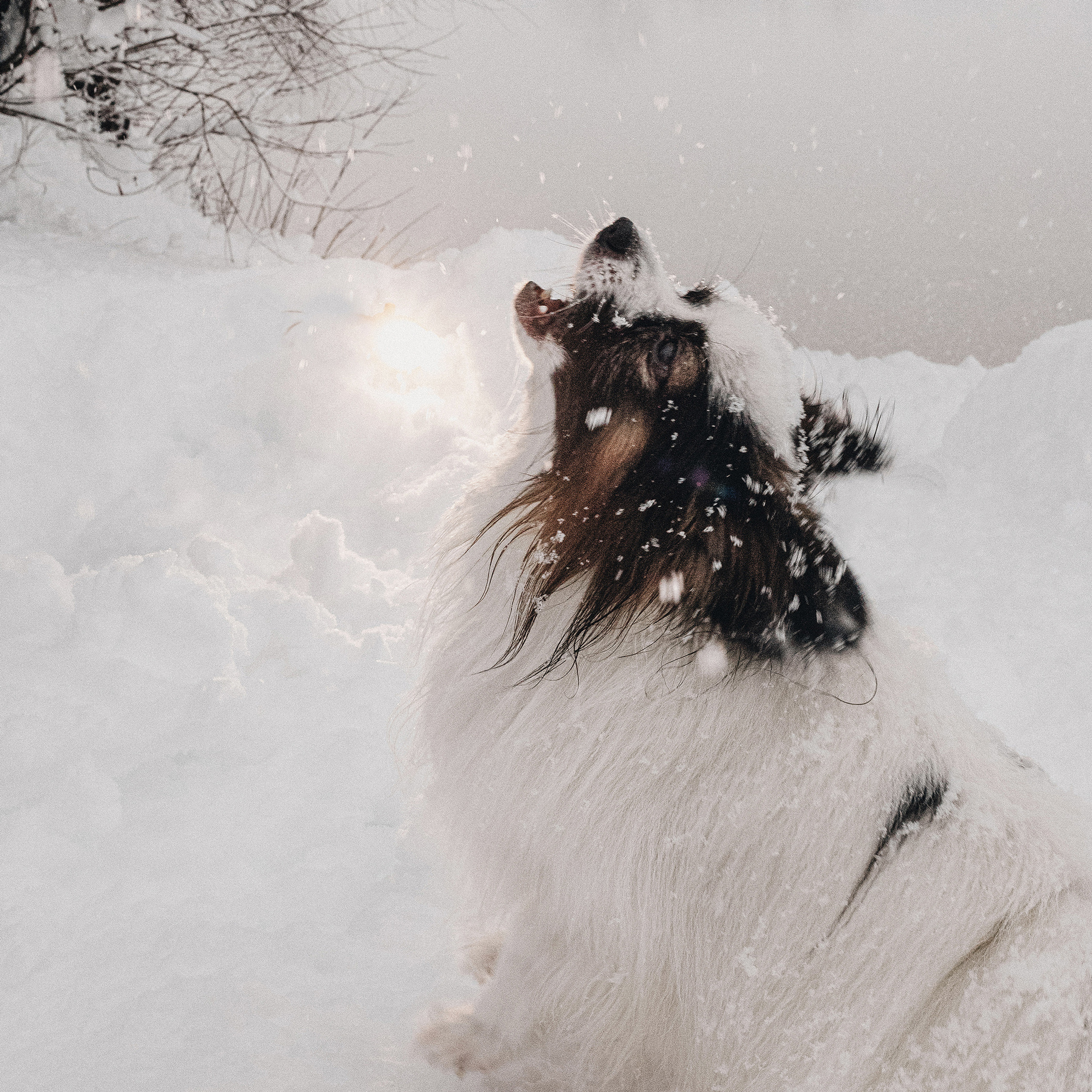 Контент для папильона Пушкина. Фотограф в Краснодаре Алена Соколовская