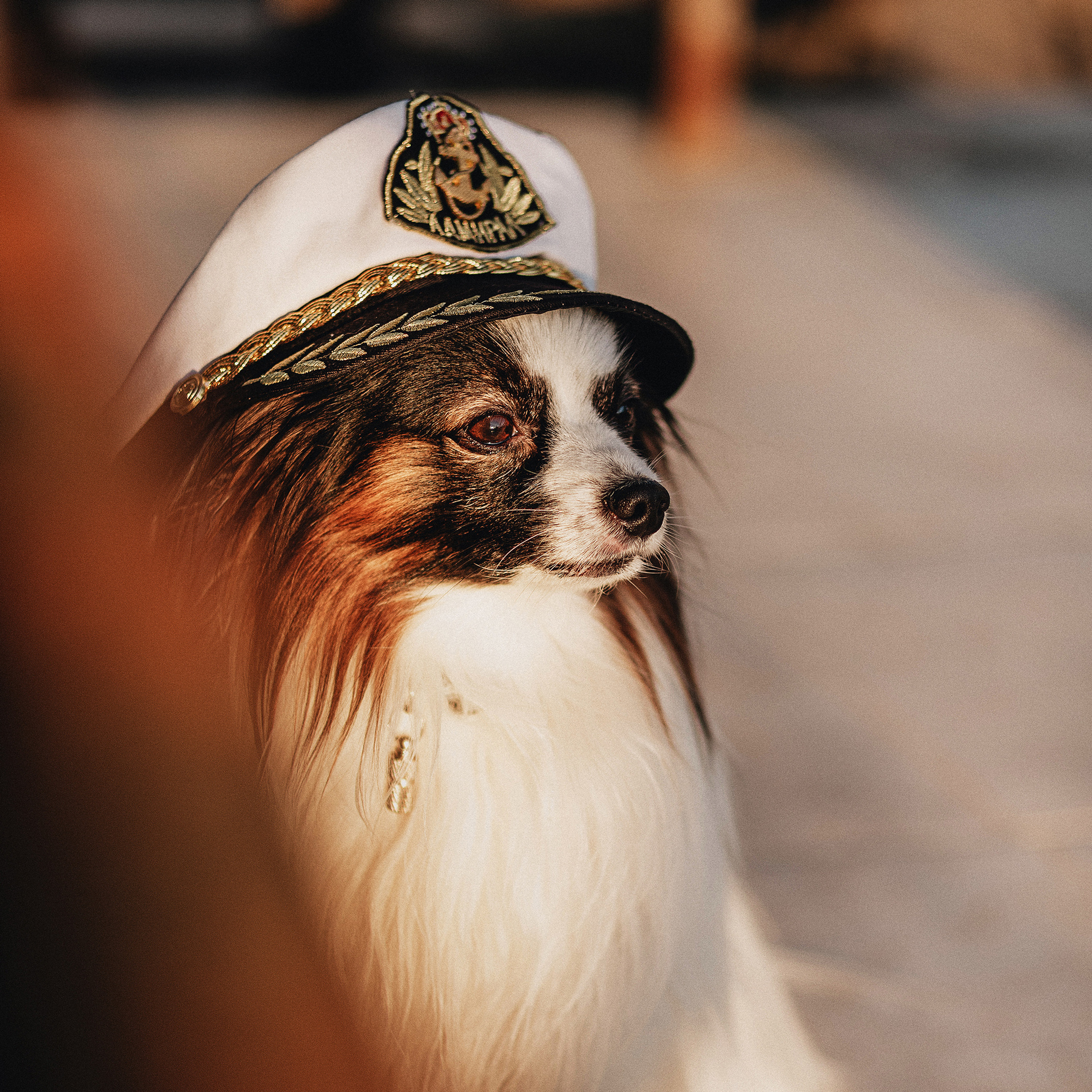 Контент для папильона Пушкина. Фотограф в Краснодаре Алена Соколовская