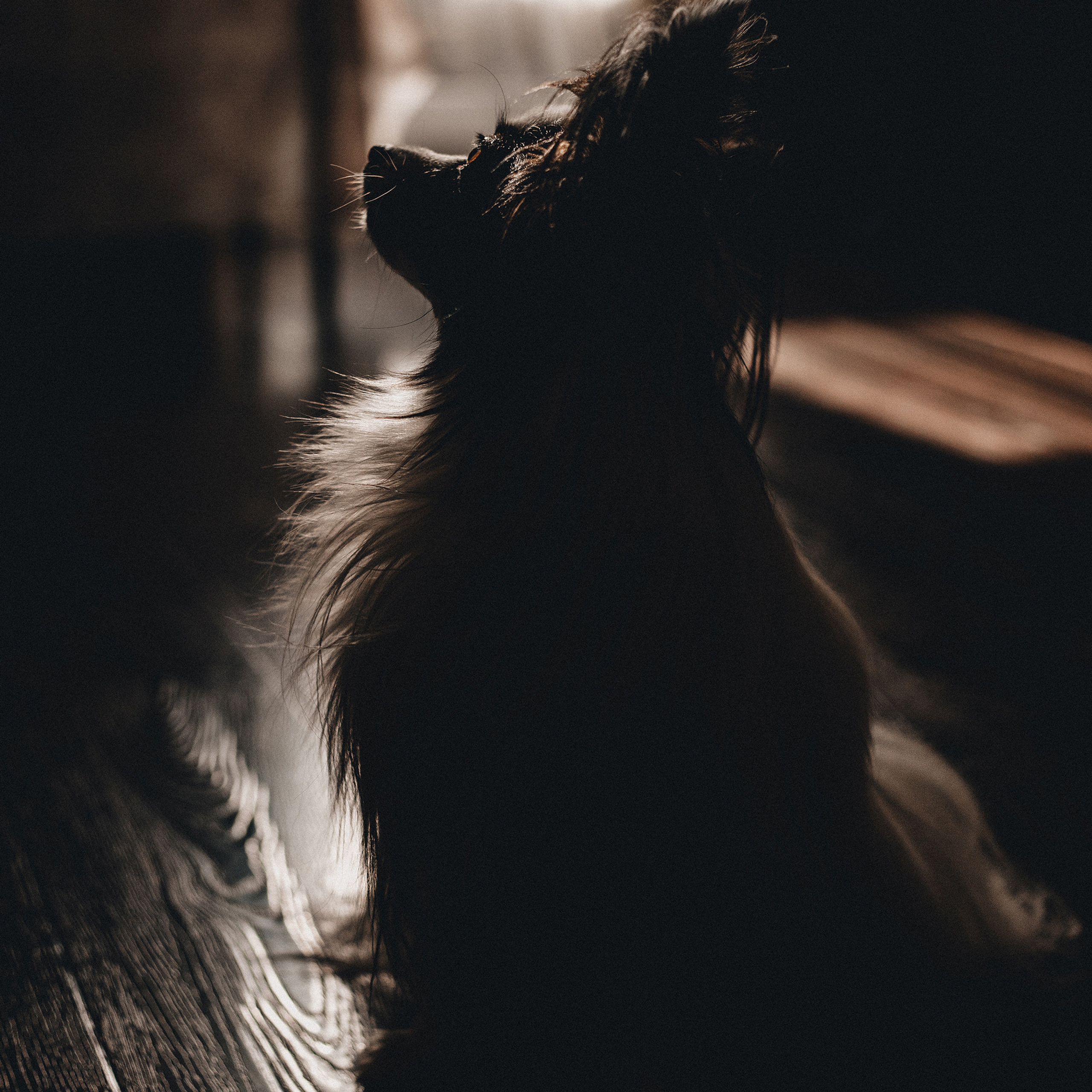 Контент для папильона Пушкина. Фотограф в Краснодаре Алена Соколовская