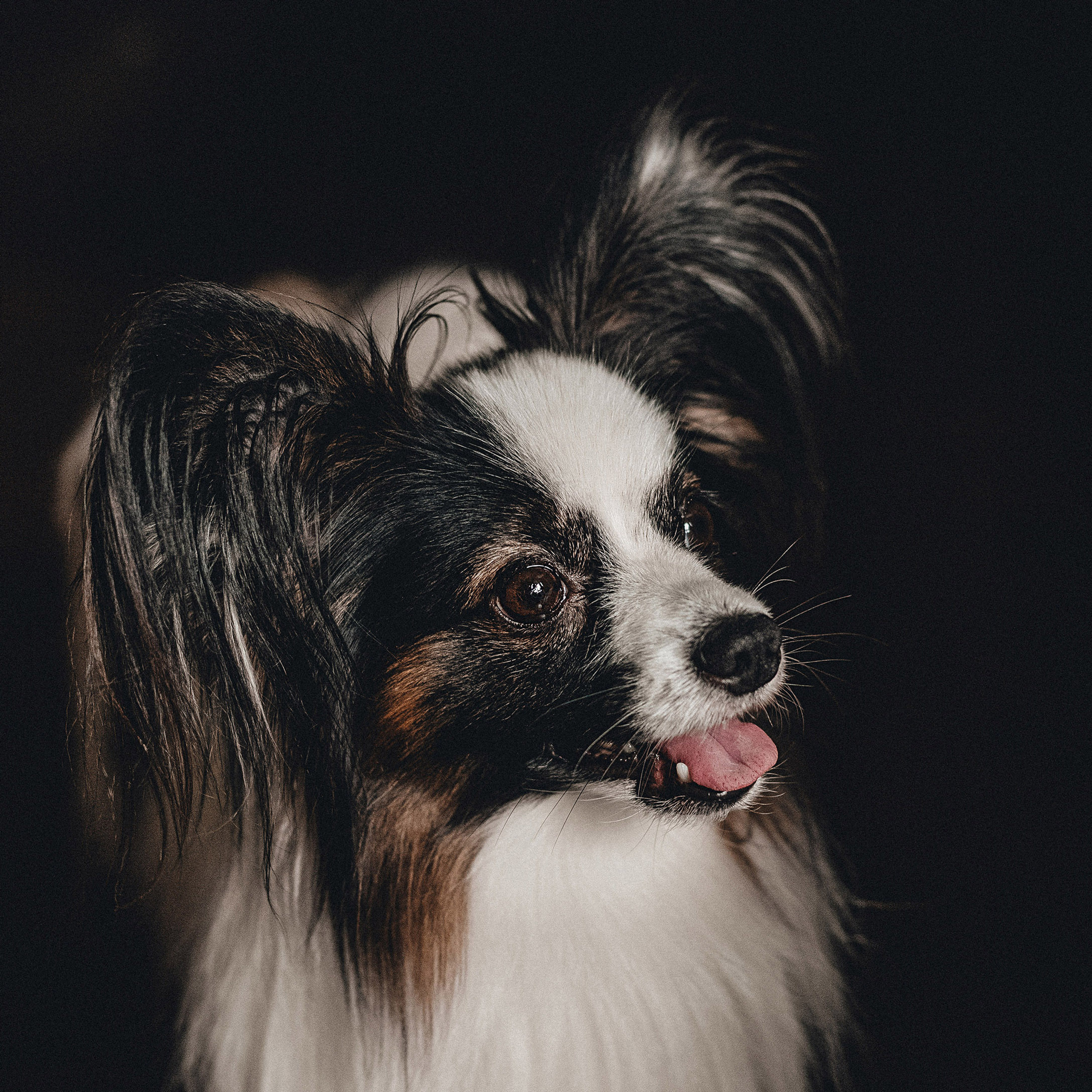 Контент для папильона Пушкина. Фотограф в Краснодаре Алена Соколовская