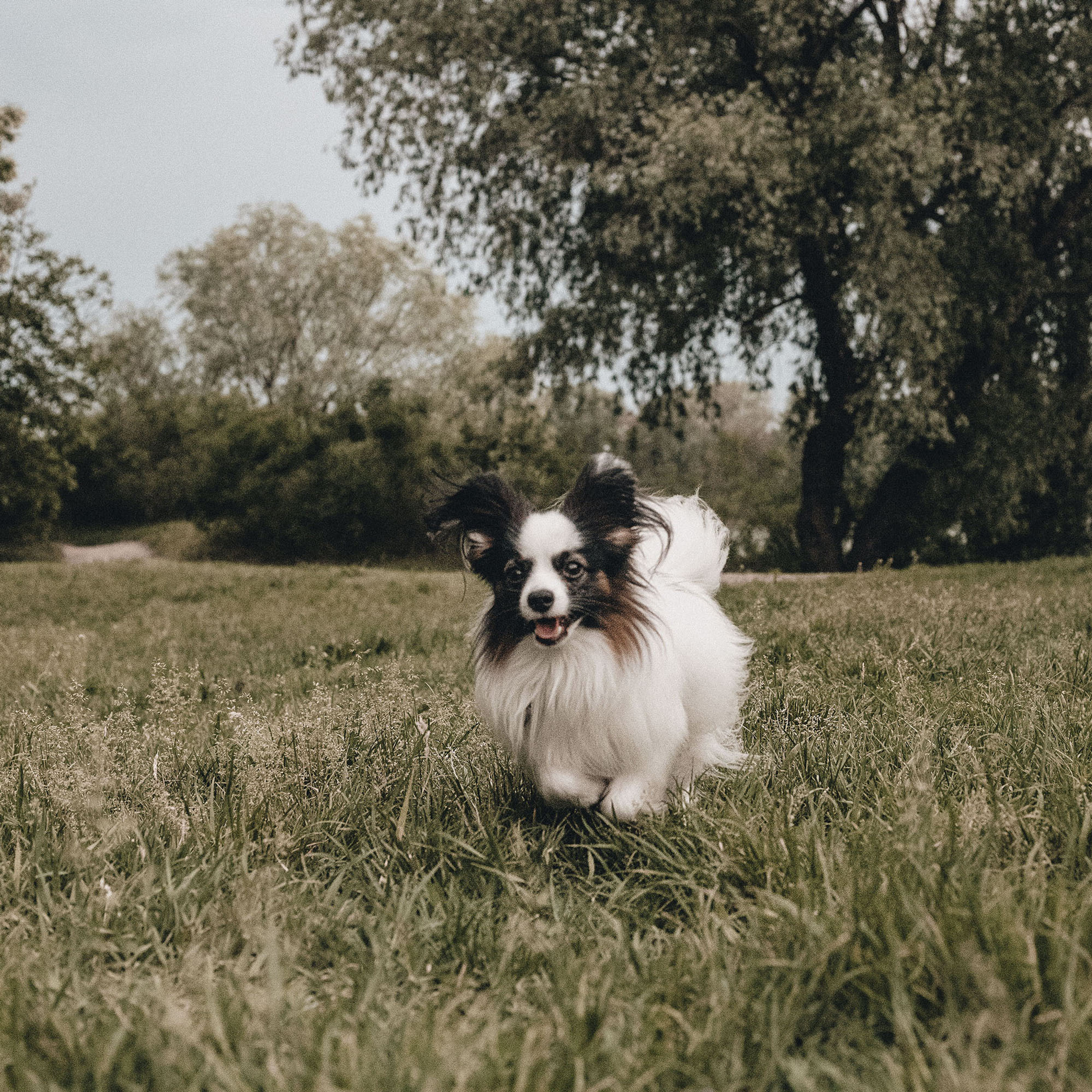 Контент для папильона Пушкина. Фотограф в Краснодаре Алена Соколовская
