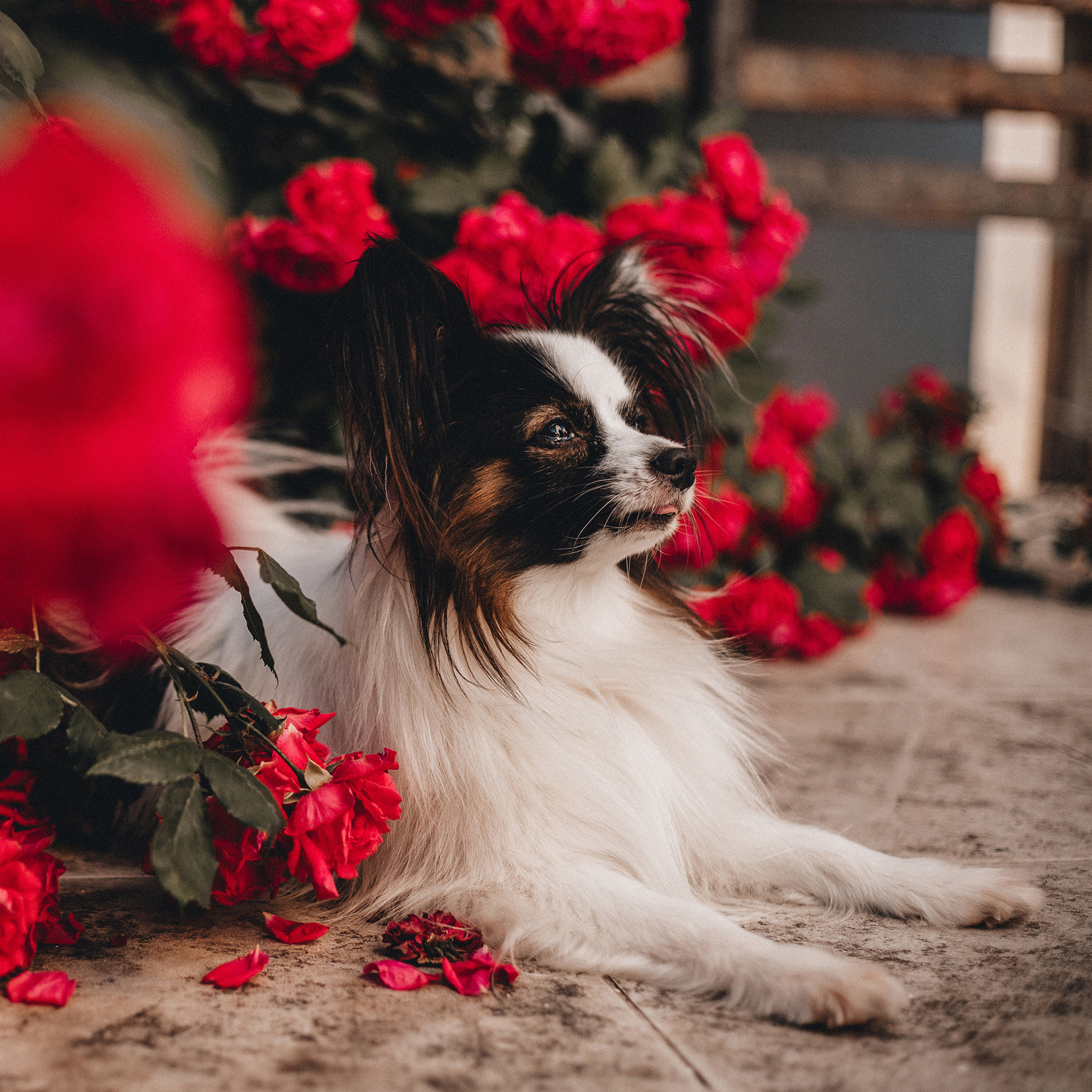 Контент для папильона Пушкина. Фотограф в Краснодаре Алена Соколовская
