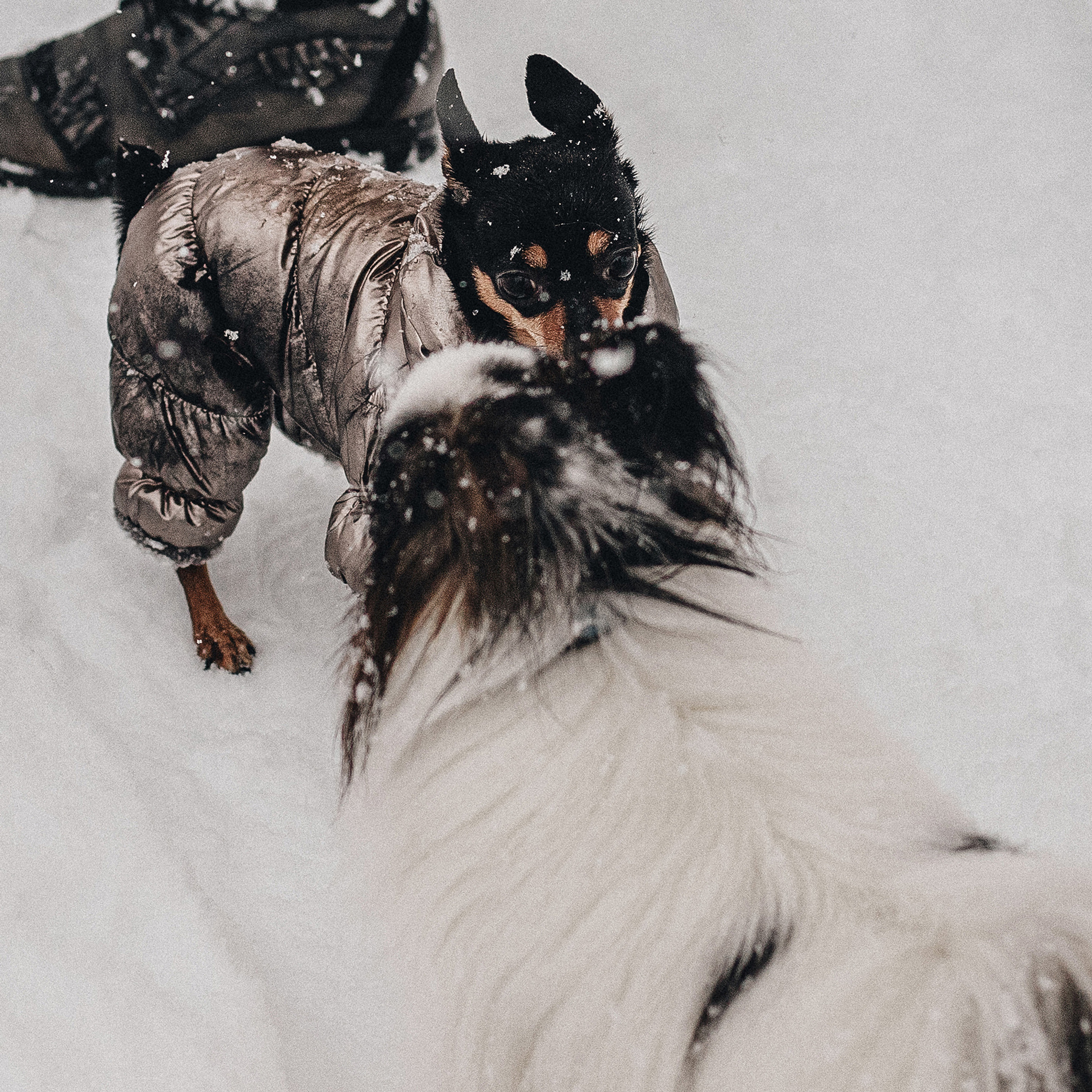 Контент для папильона Пушкина. Фотограф в Краснодаре Алена Соколовская