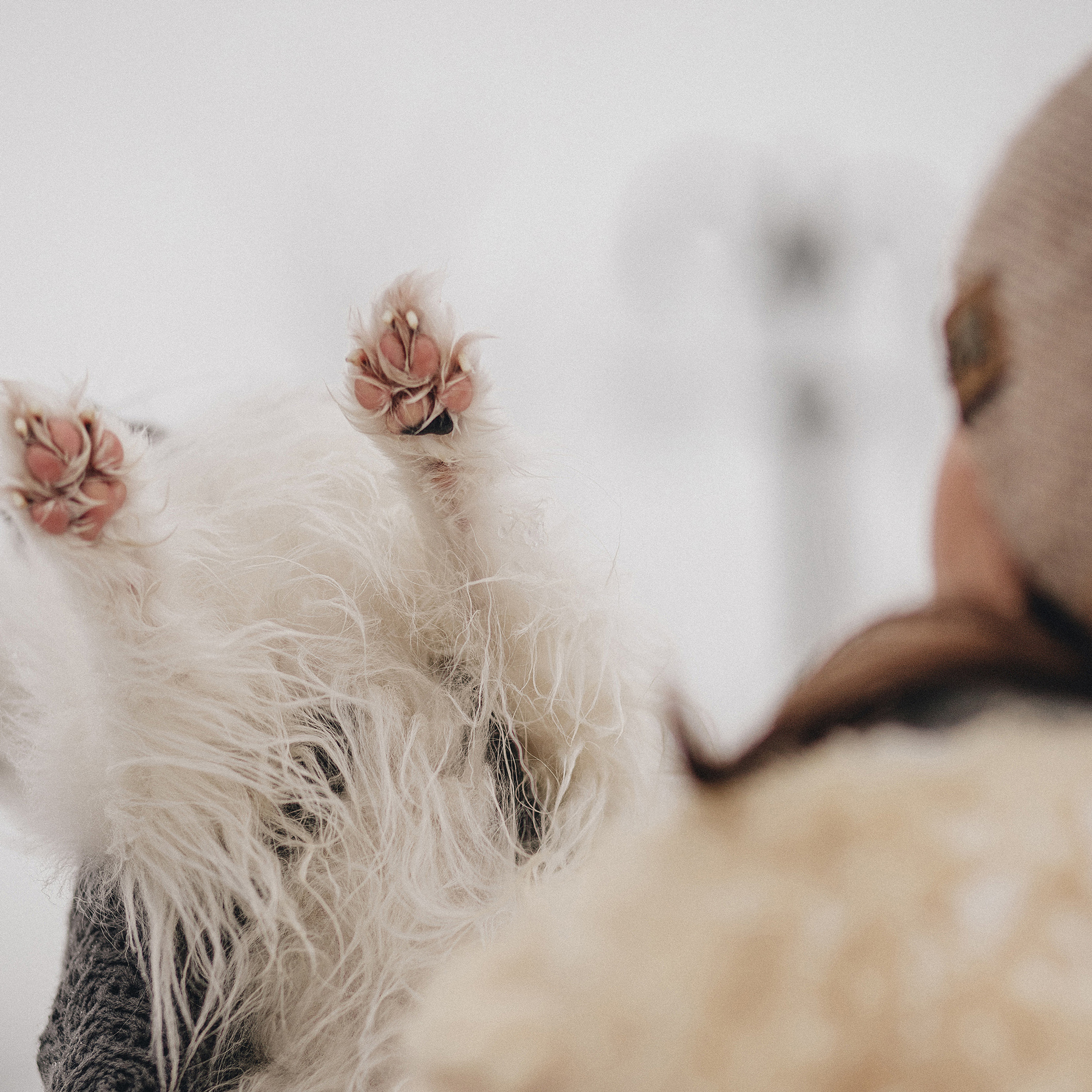 Контент для папильона Пушкина. Фотограф в Краснодаре Алена Соколовская