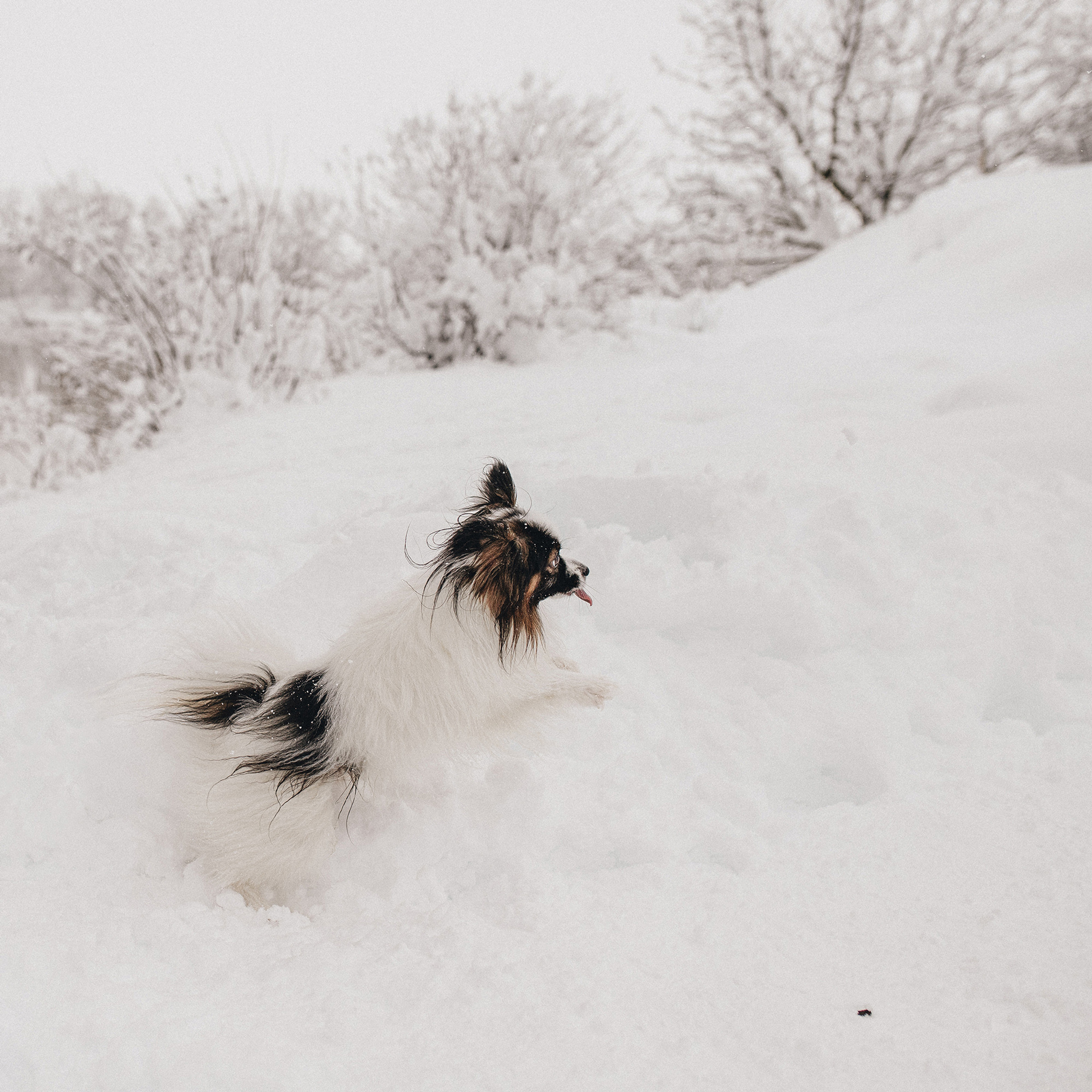 Контент для папильона Пушкина. Фотограф в Краснодаре Алена Соколовская