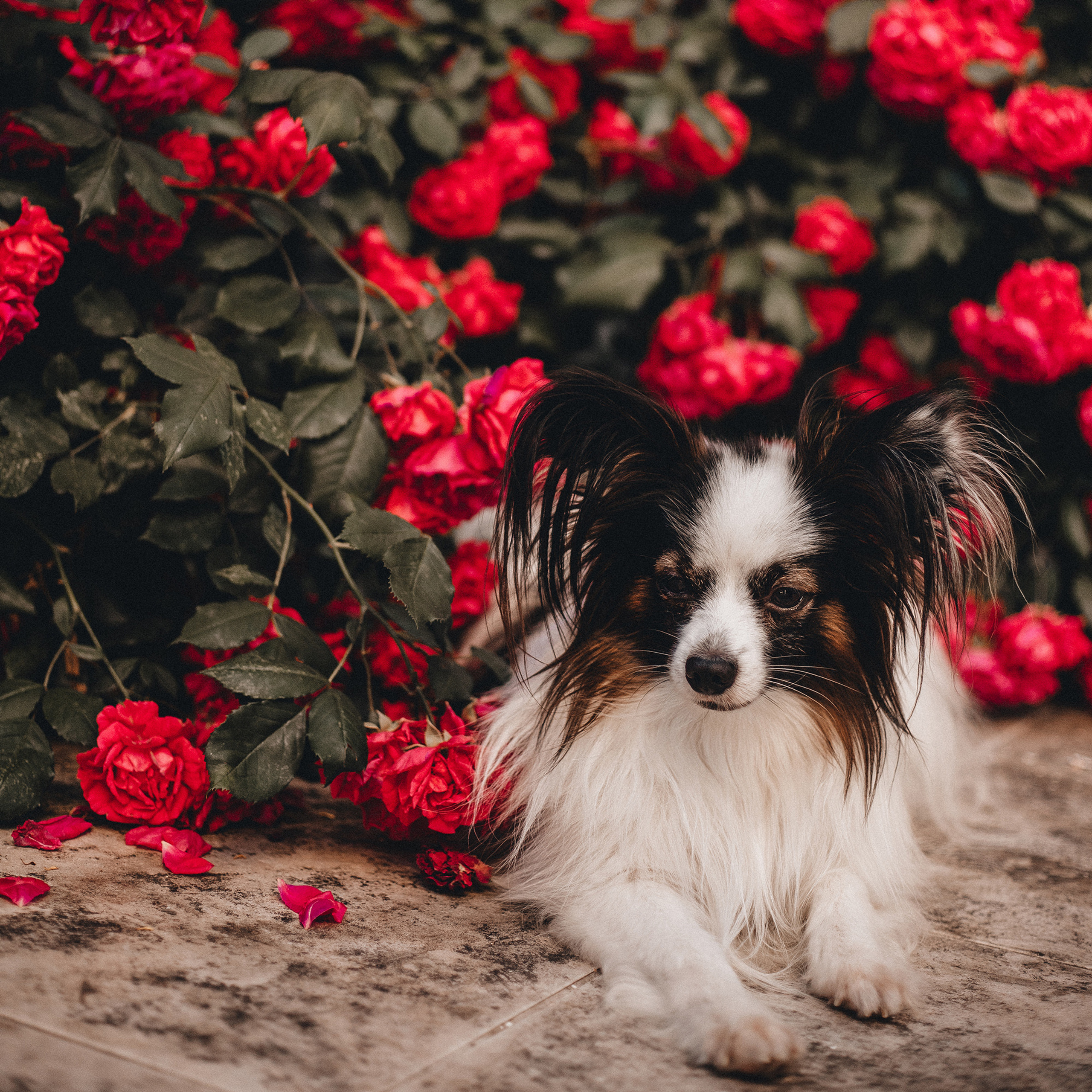 Контент для папильона Пушкина. Фотограф в Краснодаре Алена Соколовская