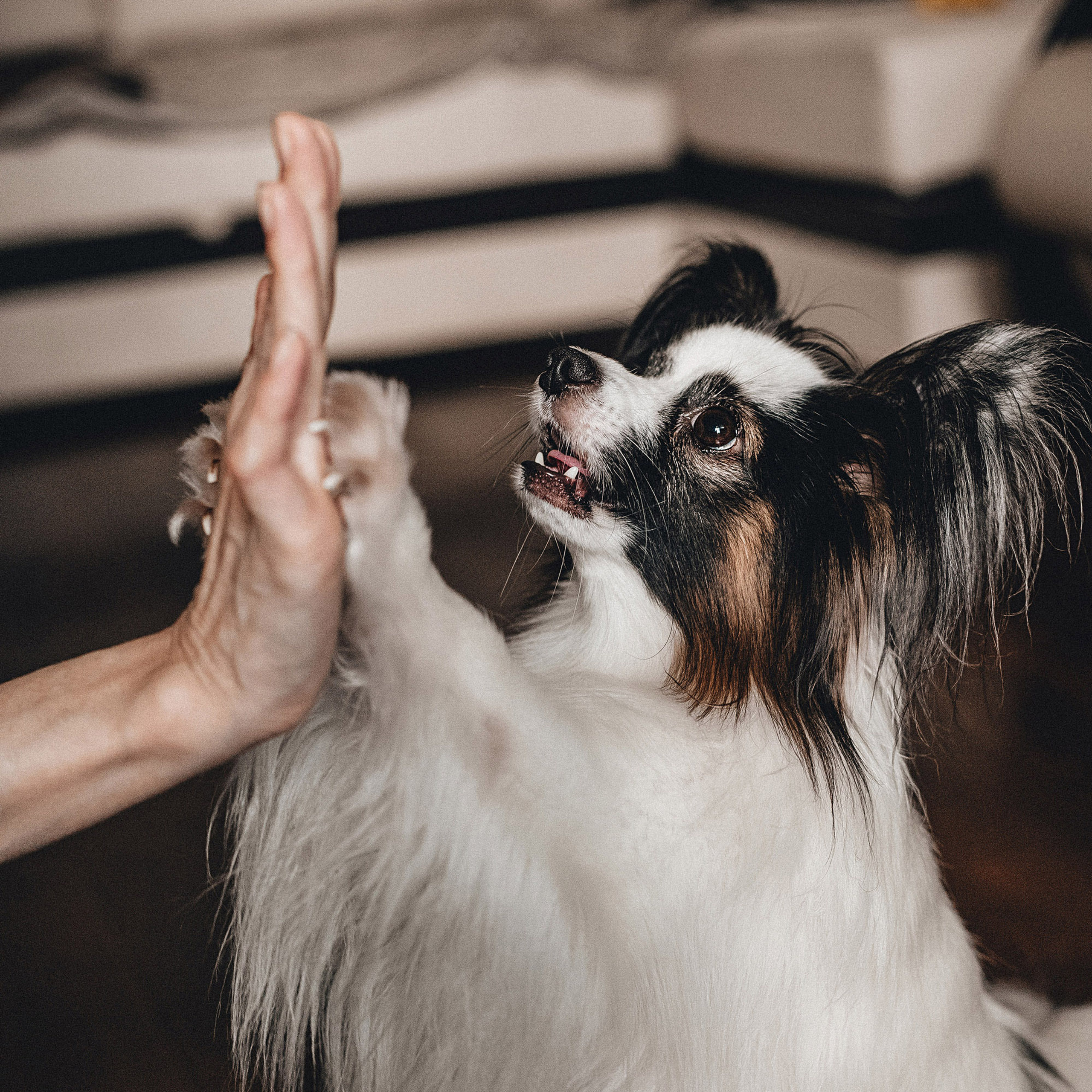 Контент для папильона Пушкина. Фотограф в Краснодаре Алена Соколовская