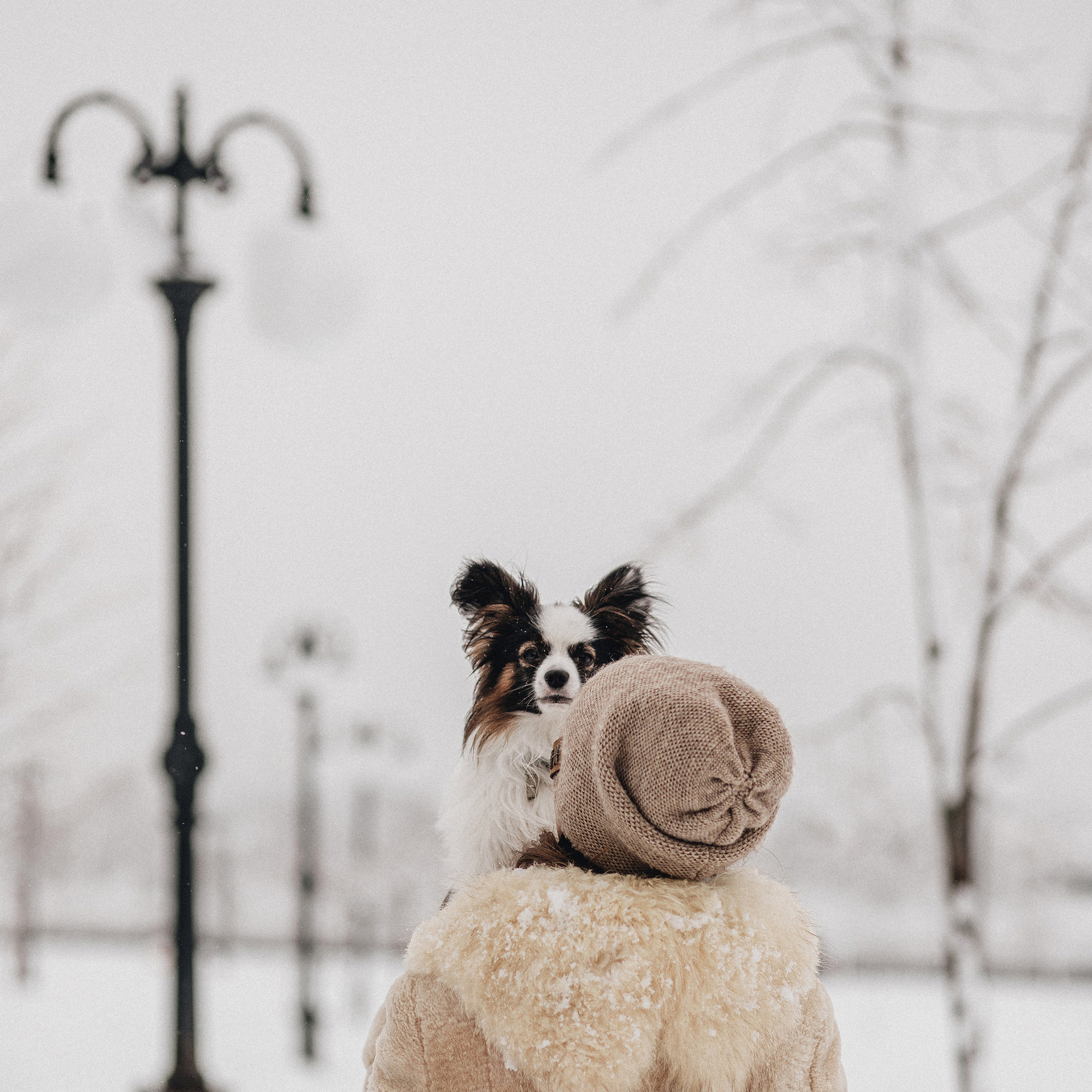 Контент для папильона Пушкина. Фотограф в Краснодаре Алена Соколовская