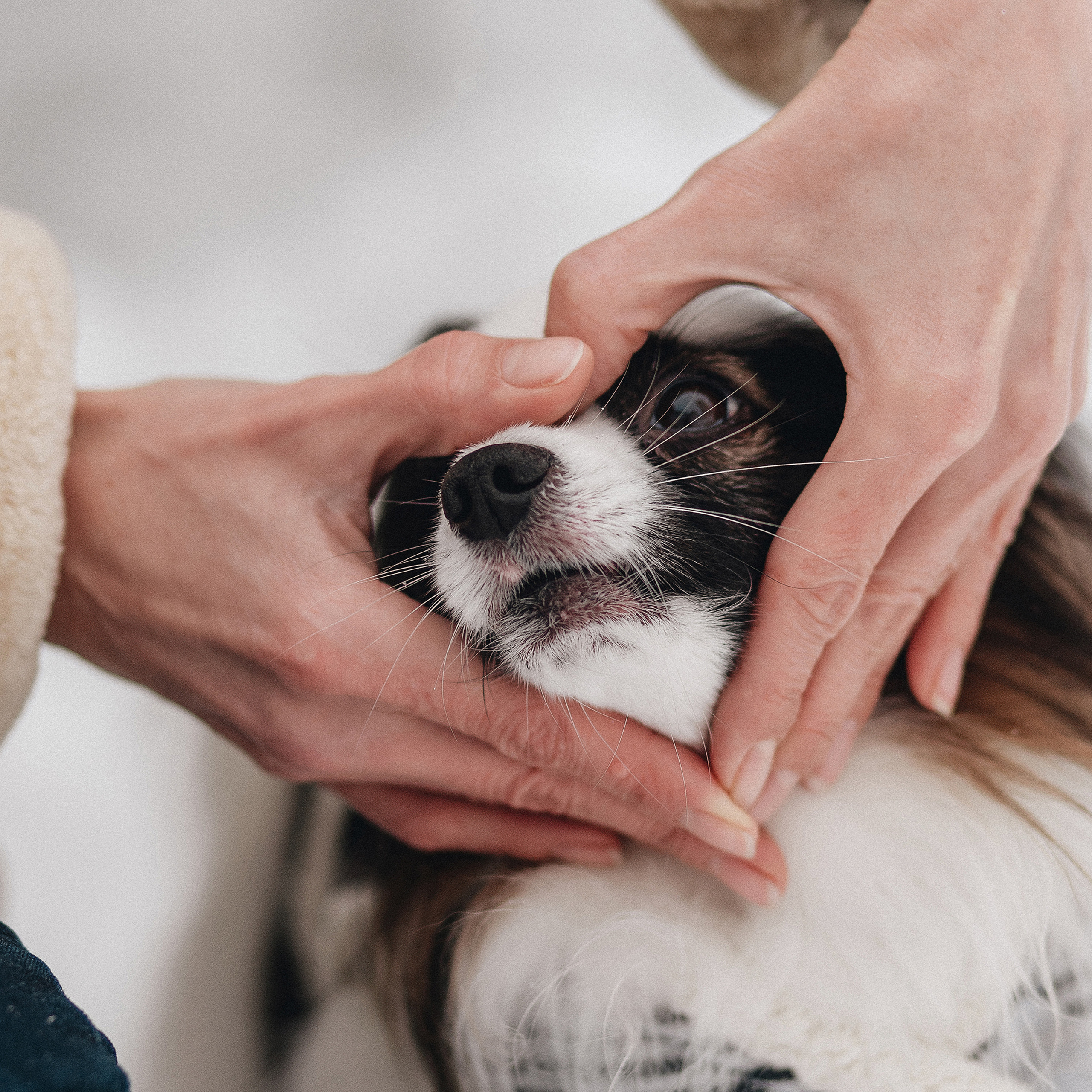 Контент для папильона Пушкина. Фотограф в Краснодаре Алена Соколовская