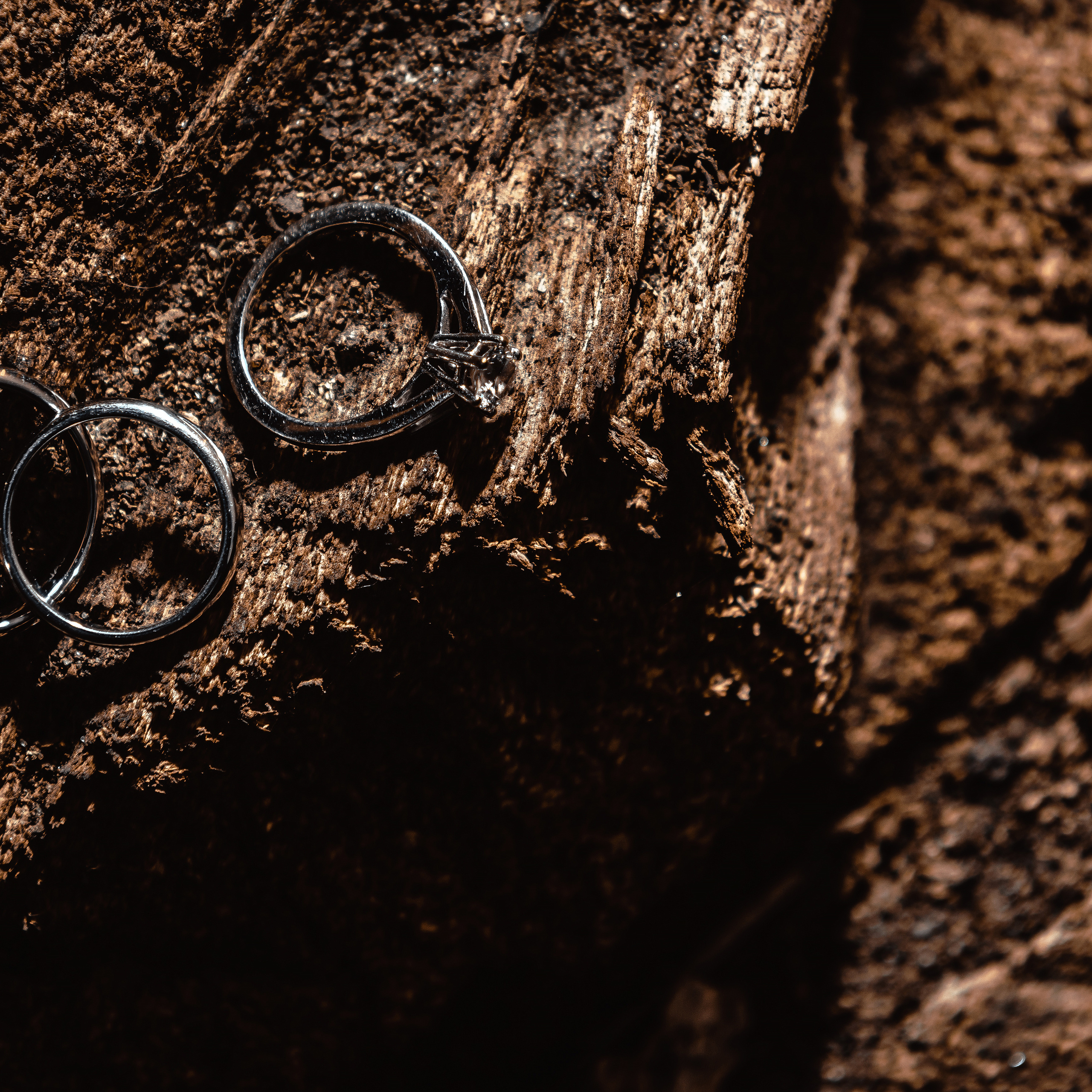 Ранний лепесток. Dmitry Unik — ваш стильный фотограф