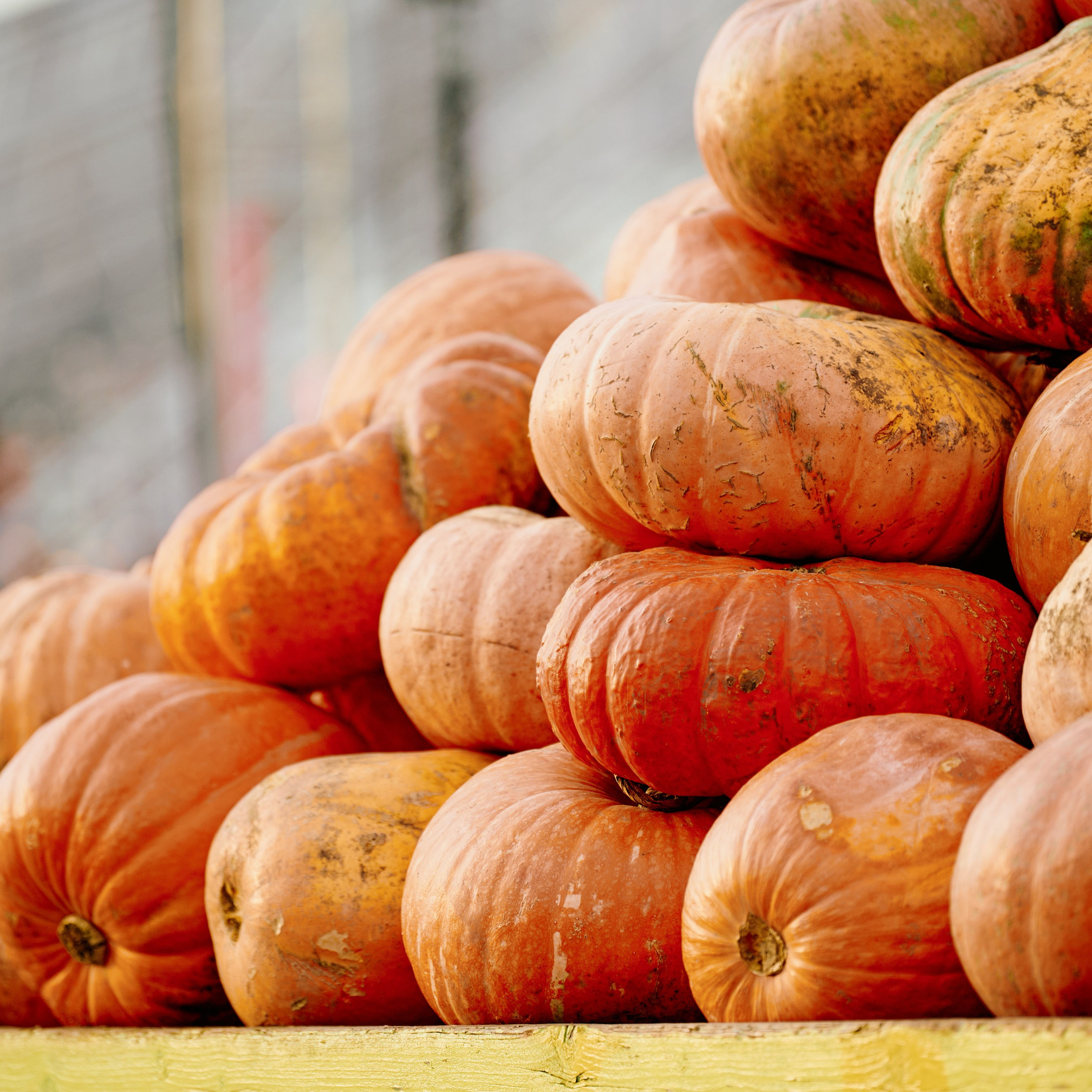 ЗОЛОТАЯ ОСЕНЬ 2024. Dmitry Unik — ваш стильный фотограф