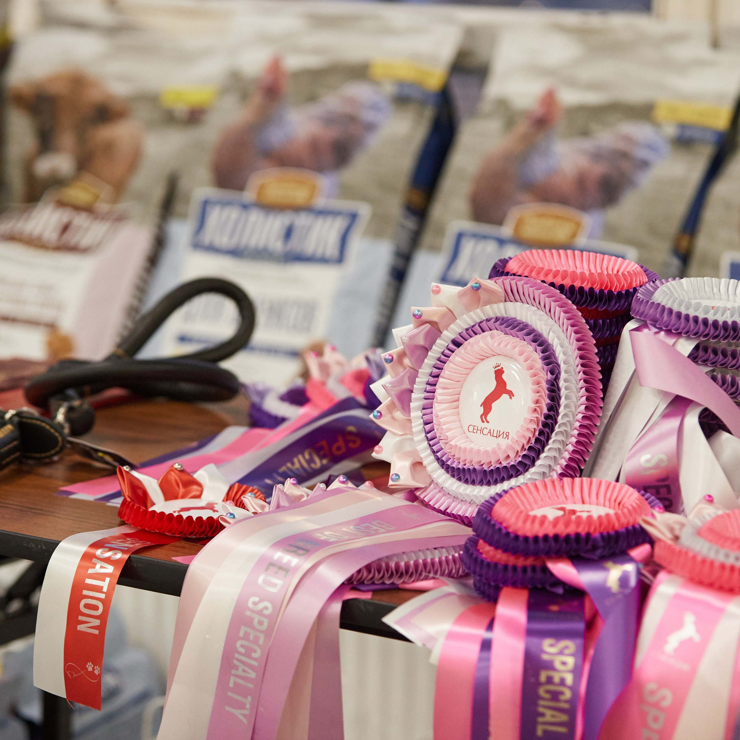 10-11.02.2024 ВЫСТАВКА СОБАК ВСЕХ ПОРОД (САС, ЧФ). Кинологический клуб РКФ РФСС СЕНСАЦИЯ