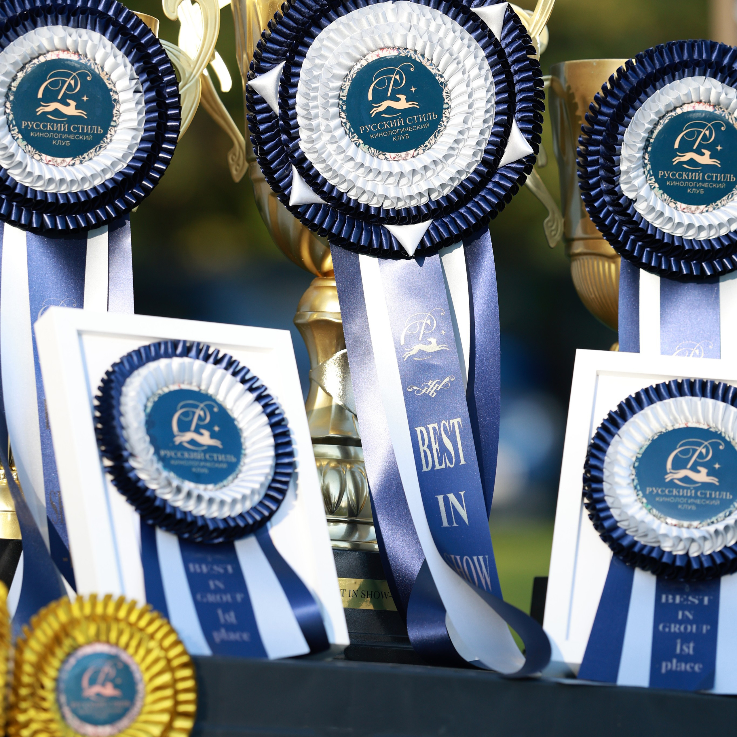 27-28.09.2025 ВЫСТАВКИ СОБАК ВСЕХ ПОРОД (САС, ЧРКФ, ЧФ). Кинологический клуб РКФ РФСС СЕНСАЦИЯ