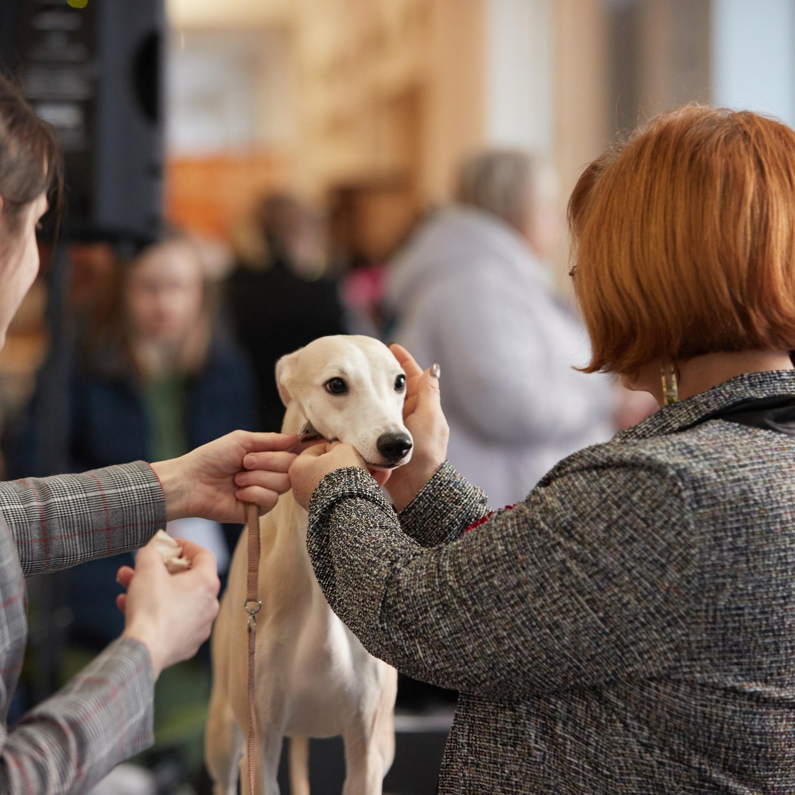 10-11.02.2024 ВЫСТАВКА СОБАК ВСЕХ ПОРОД (САС, ЧФ). Кинологический клуб РКФ РФСС СЕНСАЦИЯ