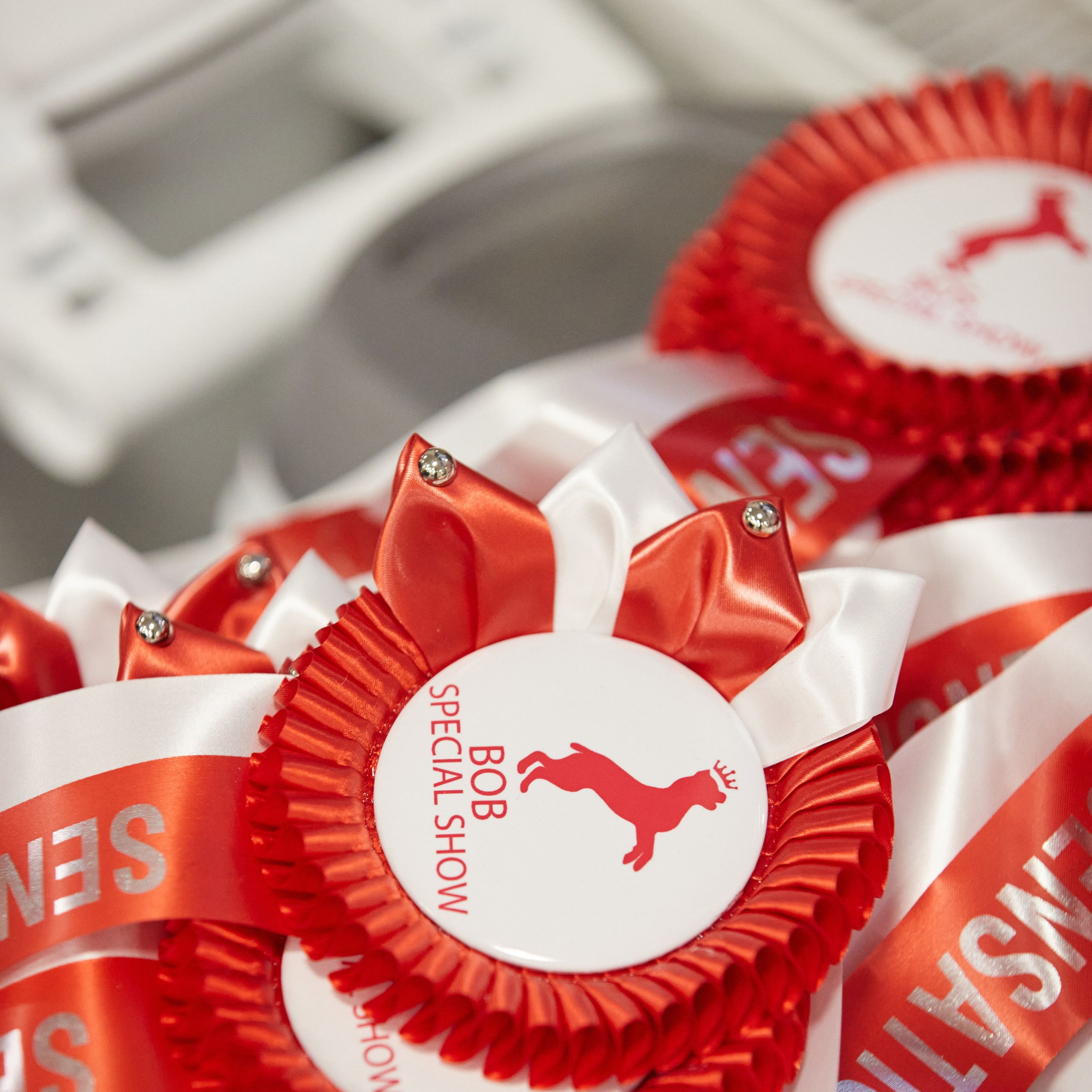 10-11.02.2024 ВЫСТАВКА СОБАК ВСЕХ ПОРОД (САС, ЧФ). Кинологический клуб РКФ РФСС СЕНСАЦИЯ