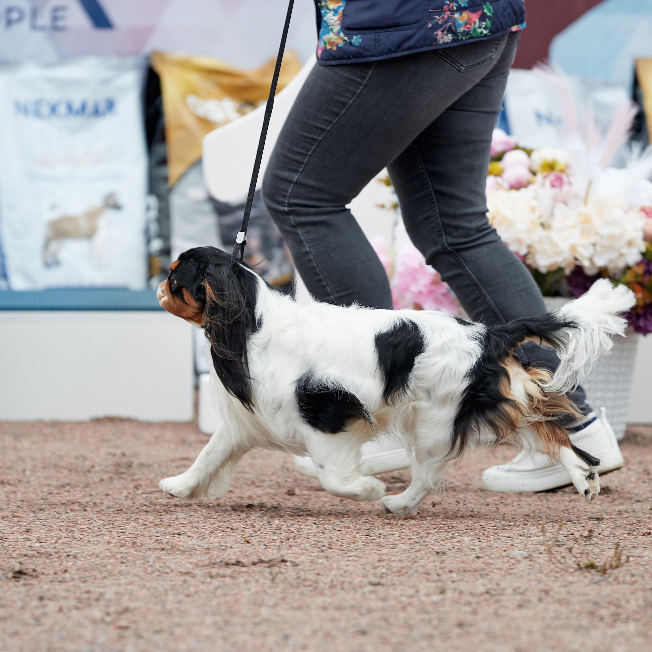 18.09.22 ВЫСТАВКА СОБАК ВСЕХ ПОРОД (CAC, ЧФ) «СЕНСАЦИЯ-2022». Кинологический клуб РКФ РФСС СЕНСАЦИЯ