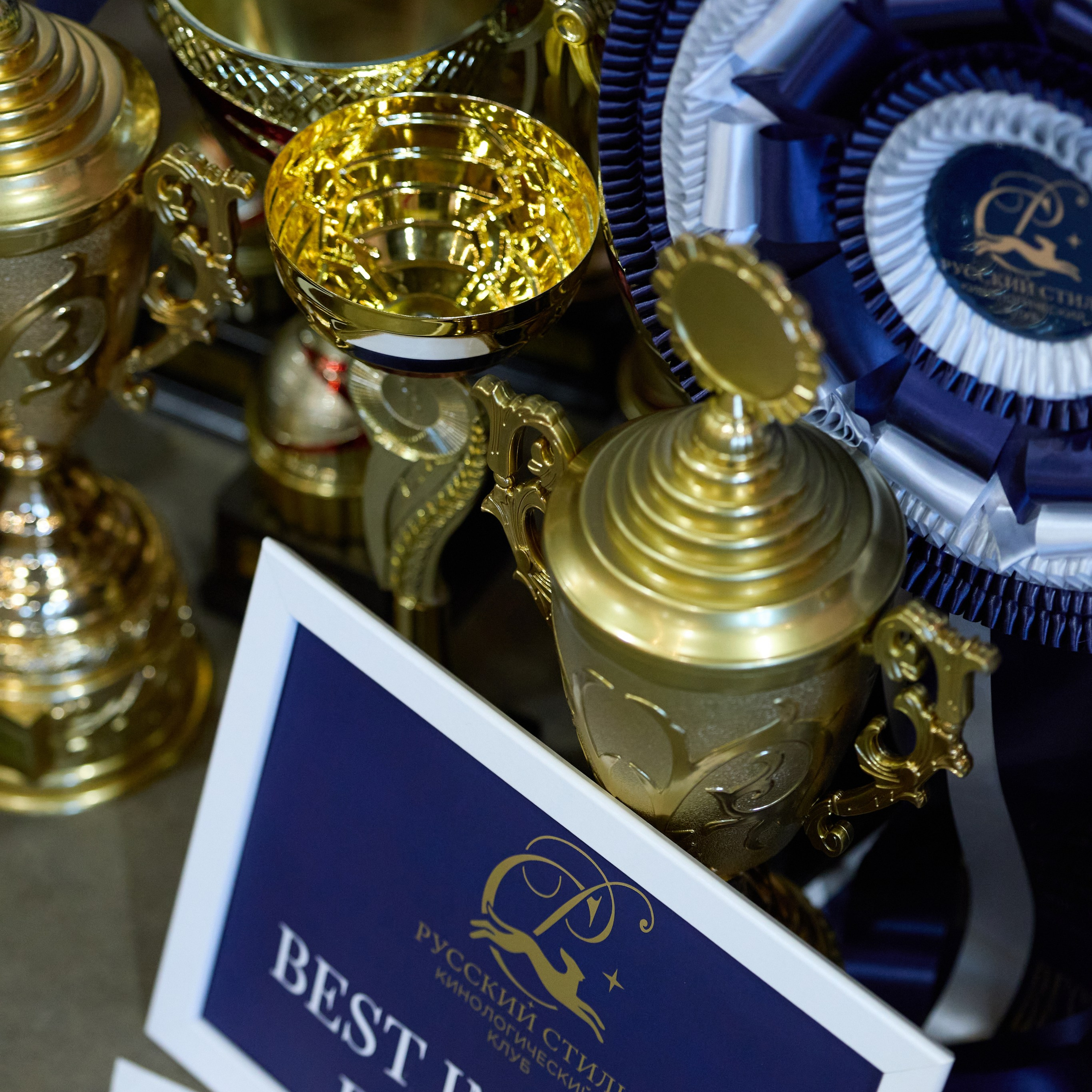 21.03.2026 СПб РОО РУССКИЙ СТИЛЬ. ВЫСТАВКА СОБАК ВСЕХ ПОРОД (САС, ЧФ). Кинологический клуб РКФ РФСС СЕНСАЦИЯ