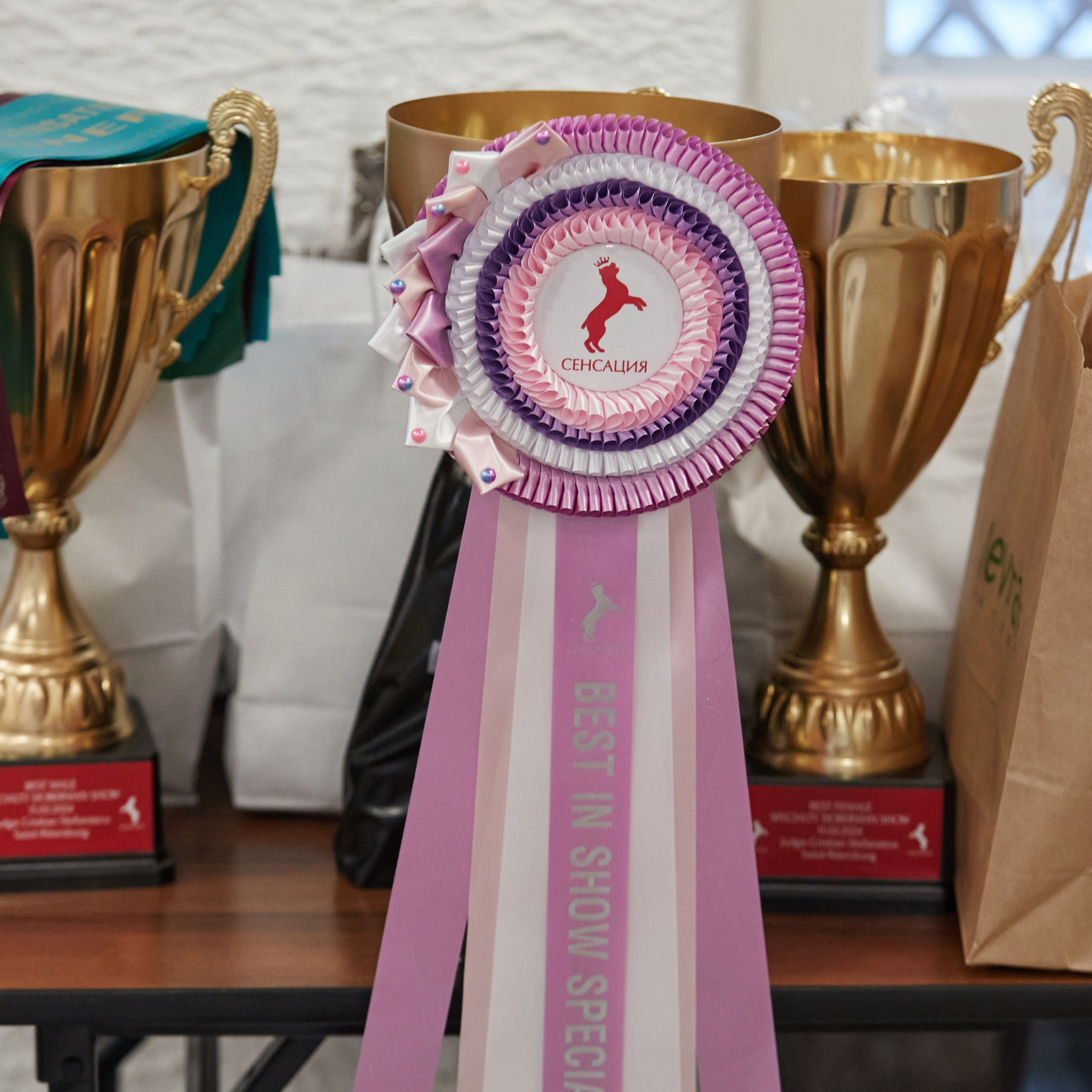 10-11.02.2024 ВЫСТАВКА СОБАК ВСЕХ ПОРОД (САС, ЧФ). Кинологический клуб РКФ РФСС СЕНСАЦИЯ