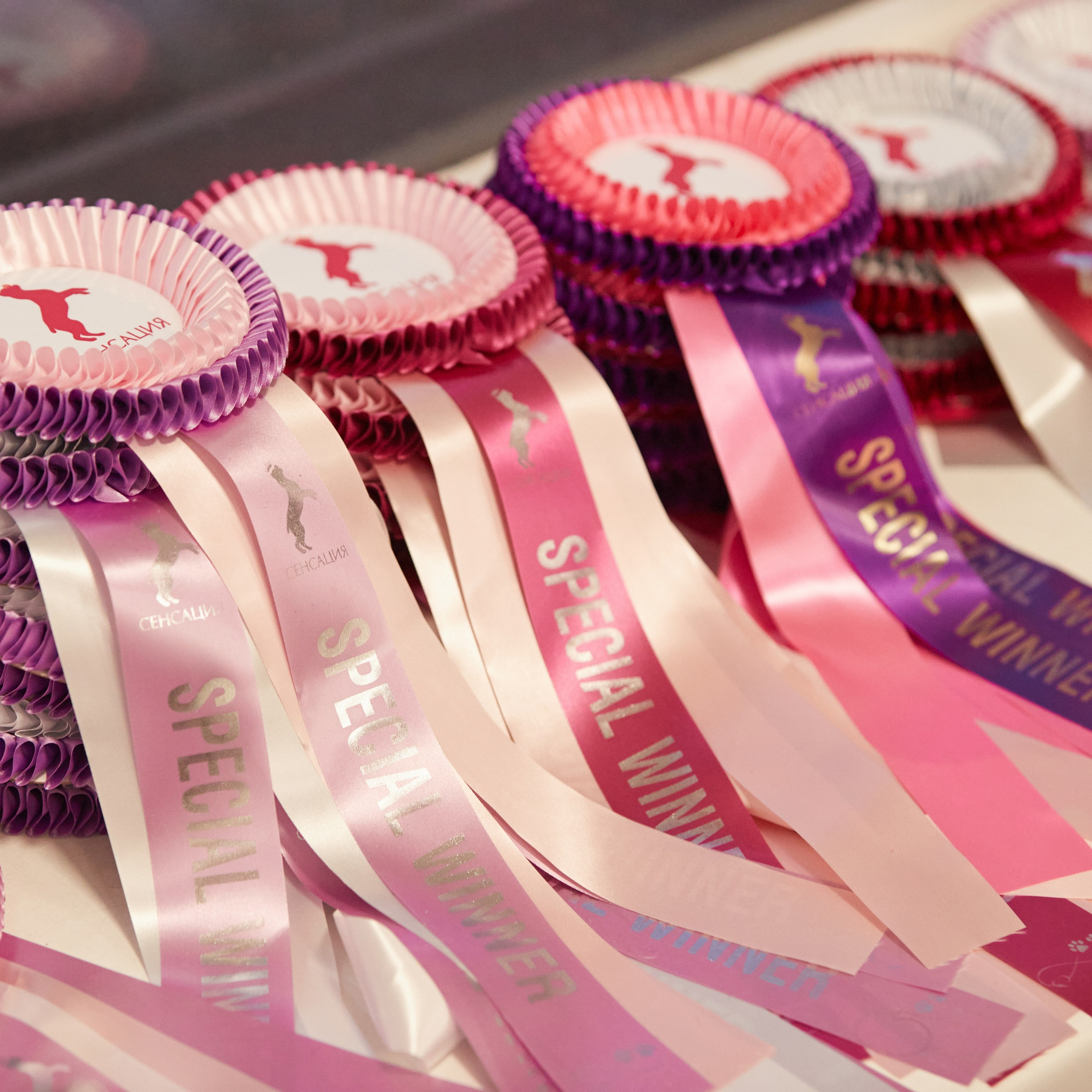 10-11.02.2024 ВЫСТАВКА СОБАК ВСЕХ ПОРОД (САС, ЧФ). Кинологический клуб РКФ РФСС СЕНСАЦИЯ