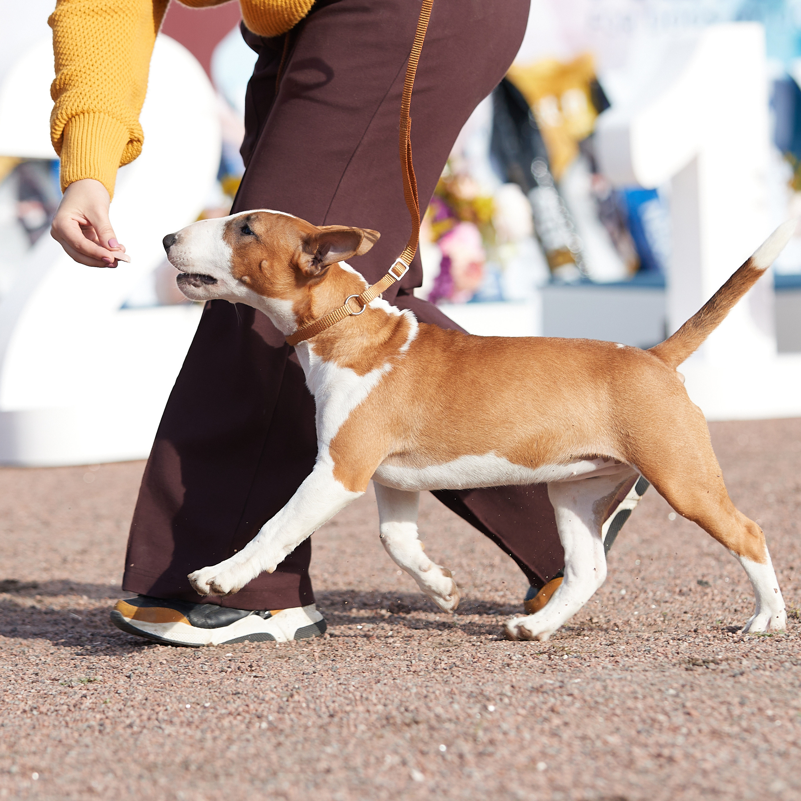 18.09.22 ВЫСТАВКА СОБАК ВСЕХ ПОРОД (CAC, ЧФ) «СЕНСАЦИЯ-2022». Кинологический клуб РКФ РФСС СЕНСАЦИЯ