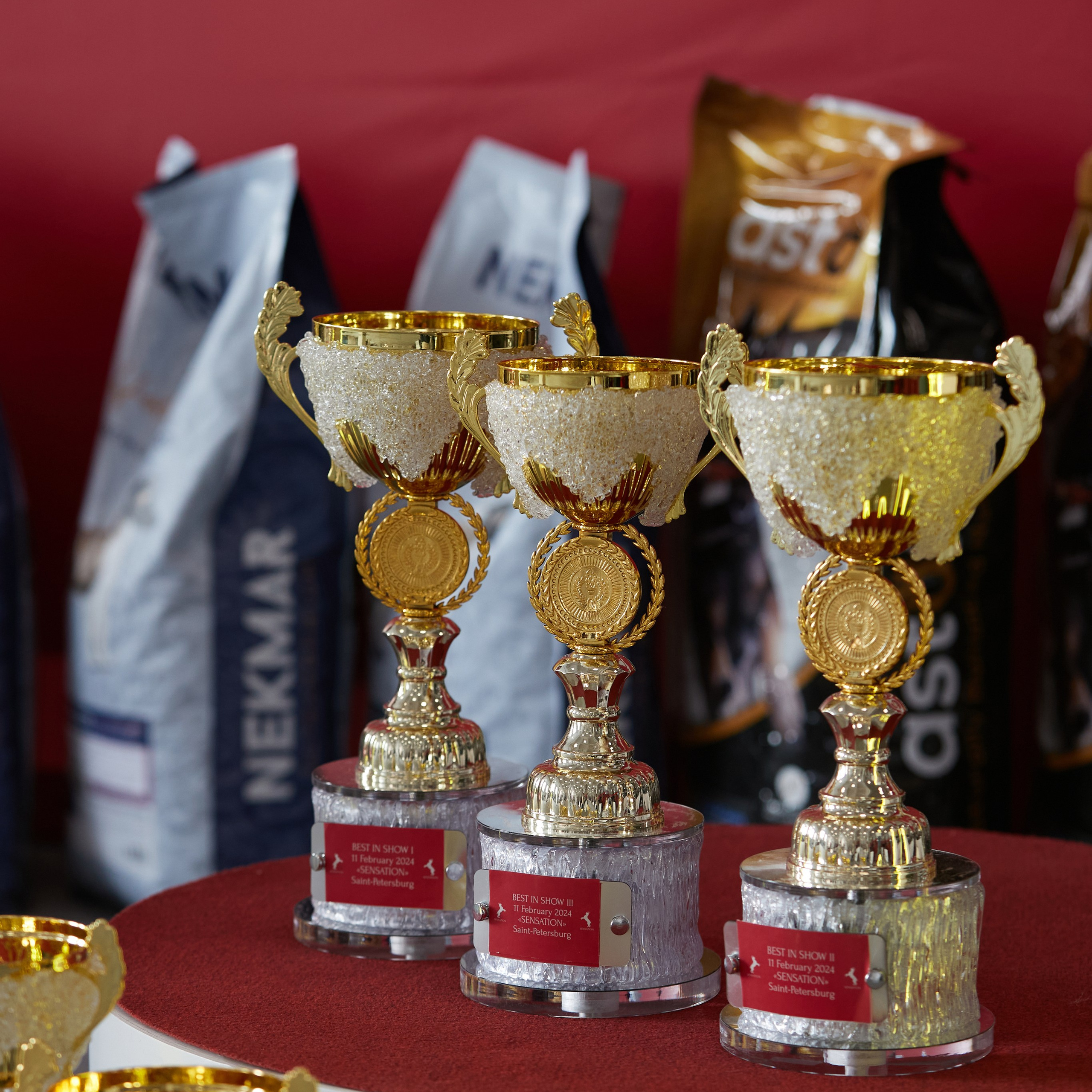 10-11.02.2024 ВЫСТАВКА СОБАК ВСЕХ ПОРОД (САС, ЧФ). Кинологический клуб РКФ РФСС СЕНСАЦИЯ