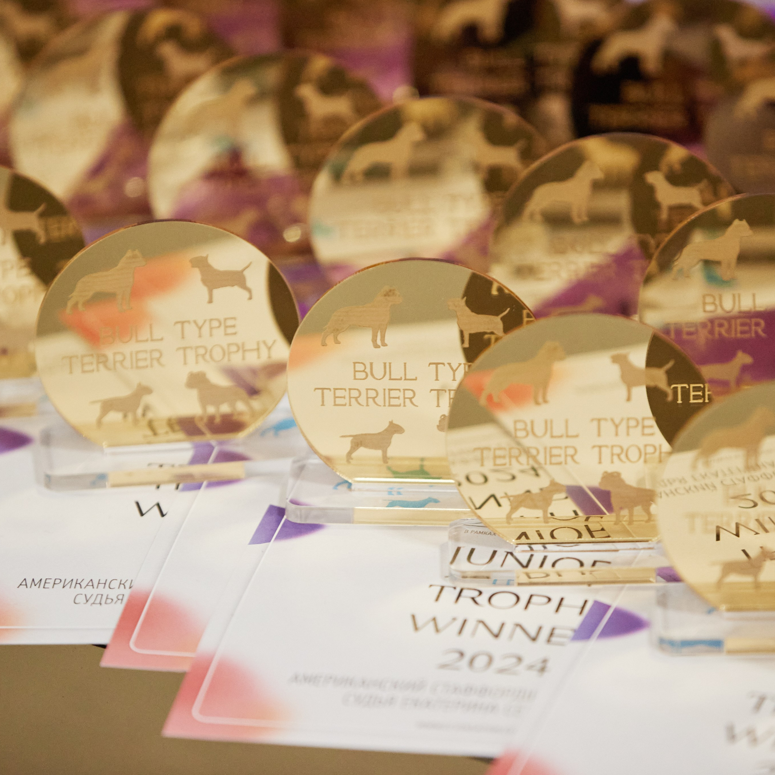 10-11.02.2024 ВЫСТАВКА СОБАК ВСЕХ ПОРОД (САС, ЧФ). Кинологический клуб РКФ РФСС СЕНСАЦИЯ