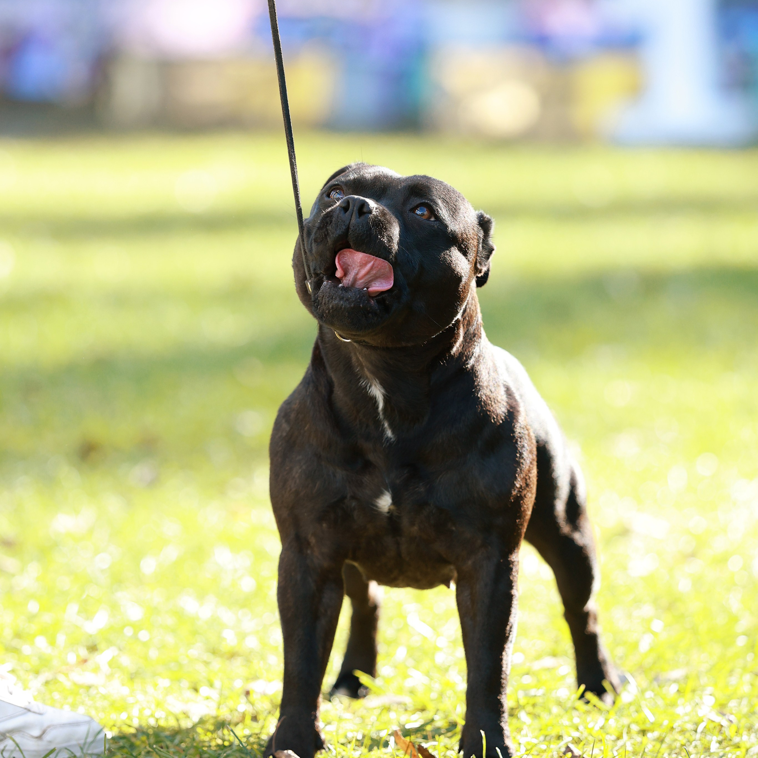 27-28.09.2025 ВЫСТАВКИ СОБАК ВСЕХ ПОРОД (САС, ЧРКФ, ЧФ). Кинологический клуб РКФ РФСС СЕНСАЦИЯ