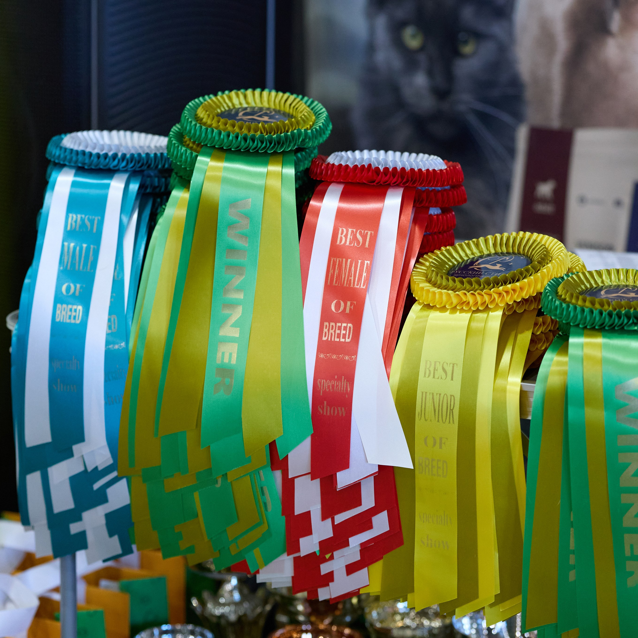 21.03.2026 СПб РОО РУССКИЙ СТИЛЬ. ВЫСТАВКА СОБАК ВСЕХ ПОРОД (САС, ЧФ). Кинологический клуб РКФ РФСС СЕНСАЦИЯ