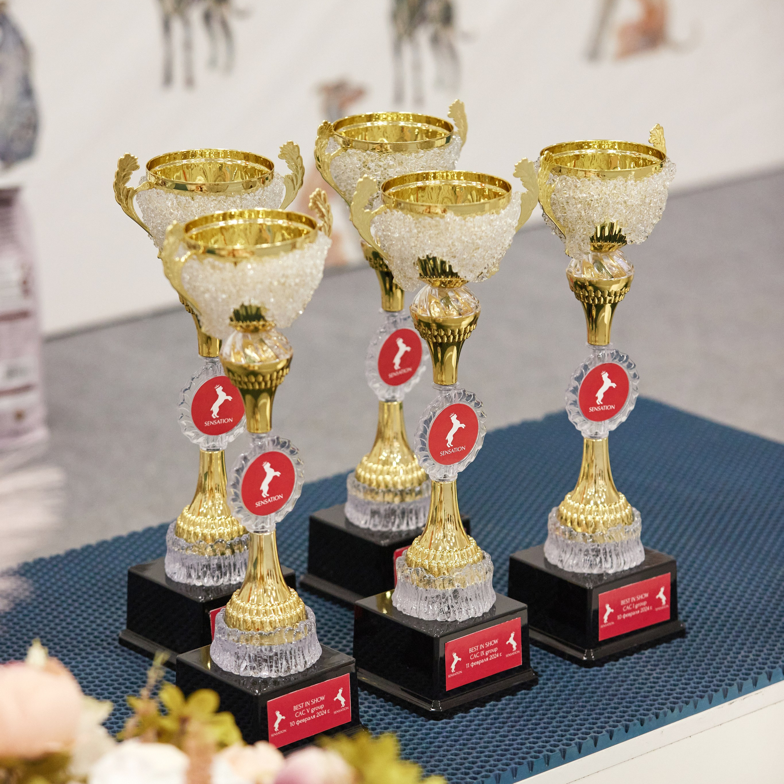 10-11.02.2024 ВЫСТАВКА СОБАК ВСЕХ ПОРОД (САС, ЧФ). Кинологический клуб РКФ РФСС СЕНСАЦИЯ