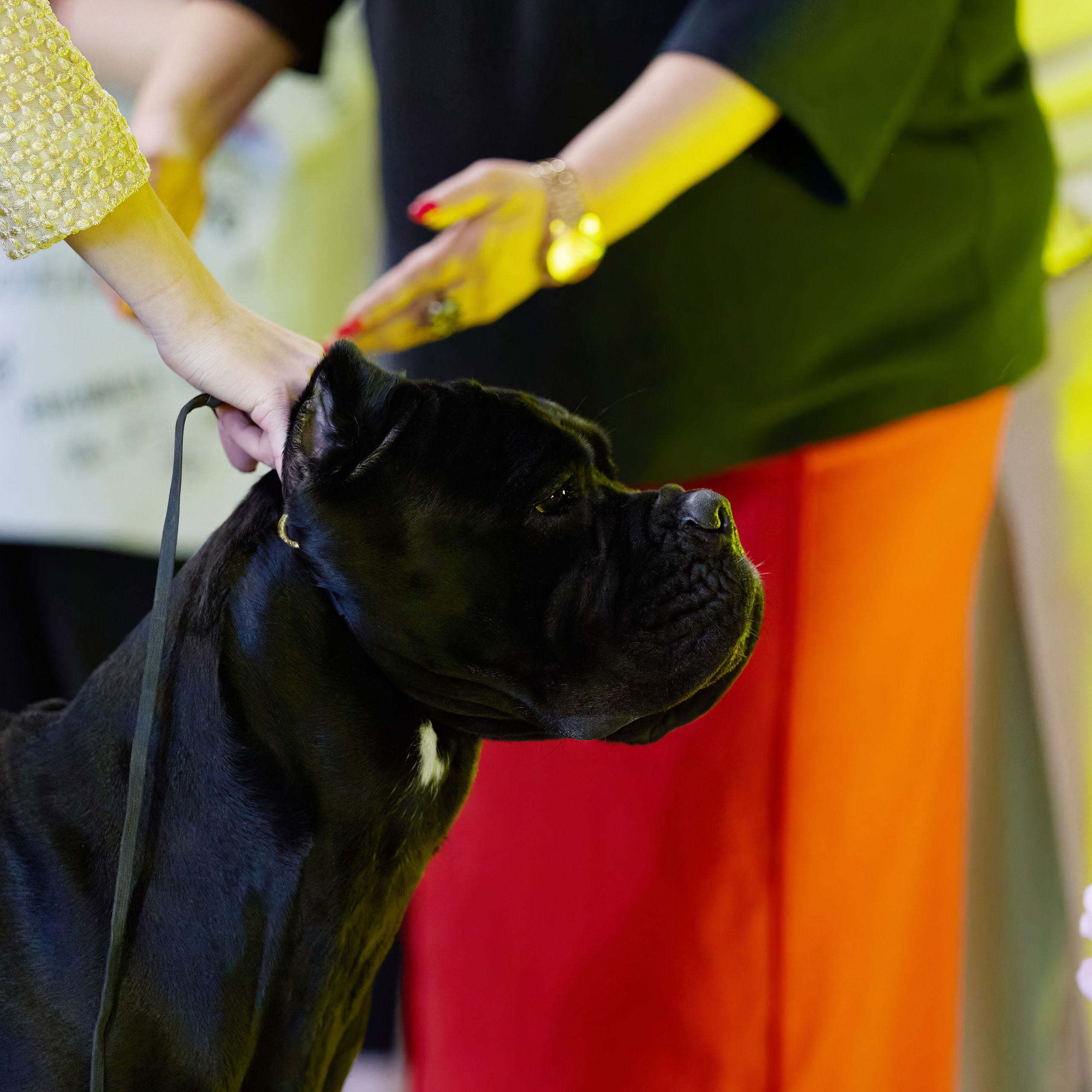 21.03.2026 СПб РОО РУССКИЙ СТИЛЬ. ВЫСТАВКА СОБАК ВСЕХ ПОРОД (САС, ЧФ). Кинологический клуб РКФ РФСС СЕНСАЦИЯ