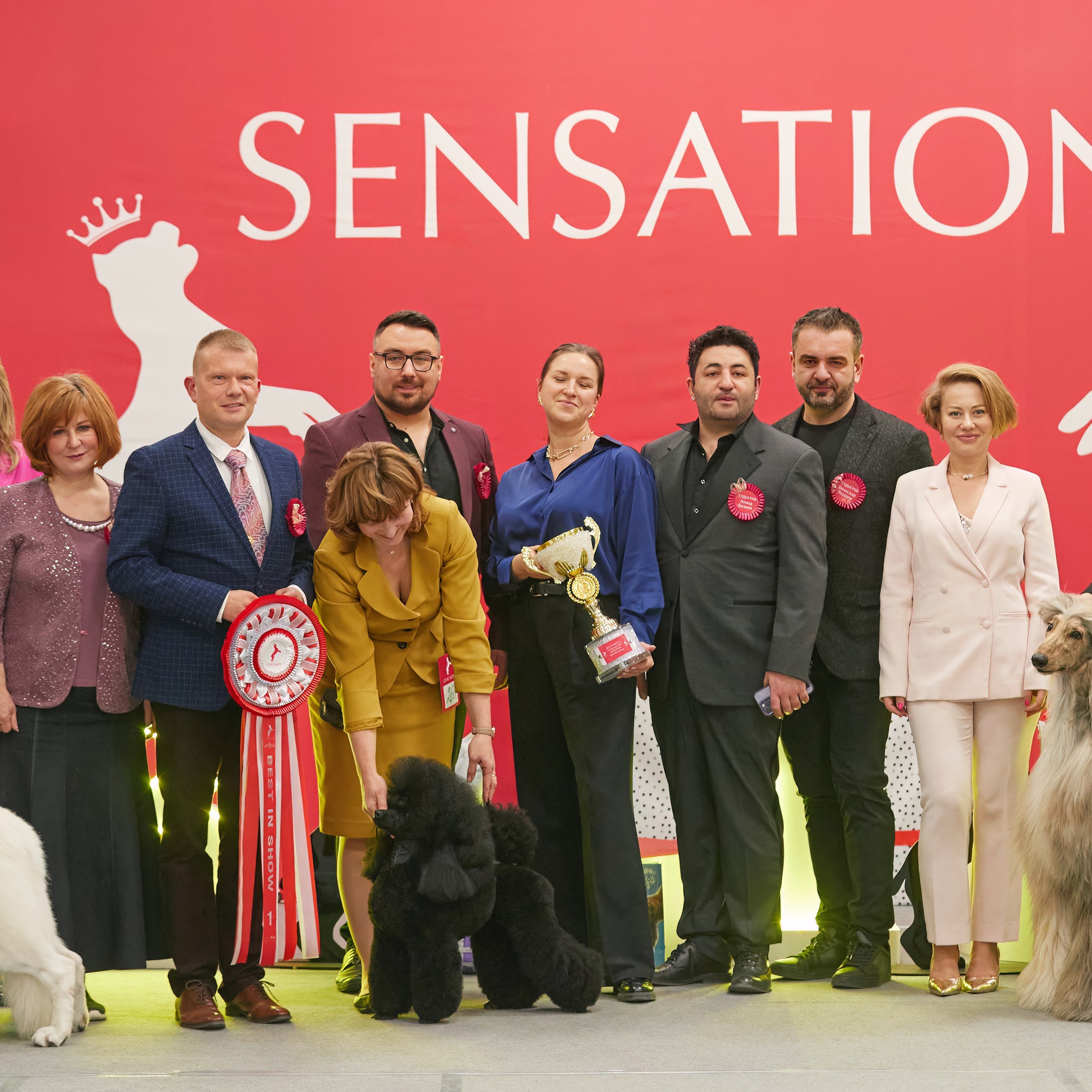 10-11.02.2024 ВЫСТАВКА СОБАК ВСЕХ ПОРОД (САС, ЧФ). Кинологический клуб РКФ РФСС СЕНСАЦИЯ